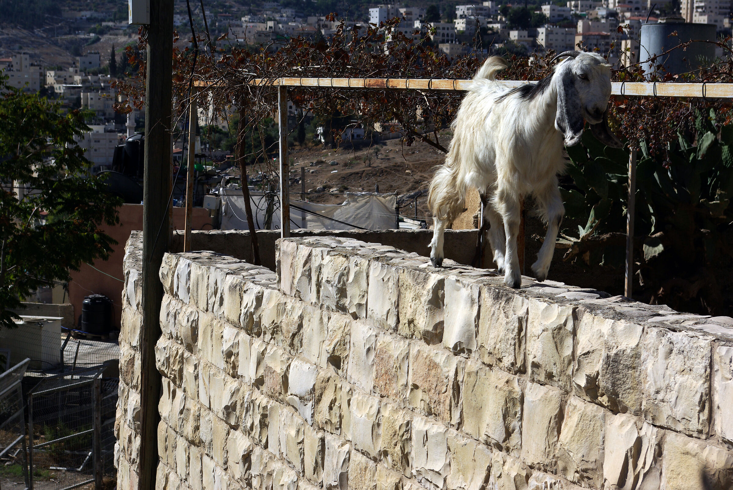 Gerusalemme - L'equilibrista