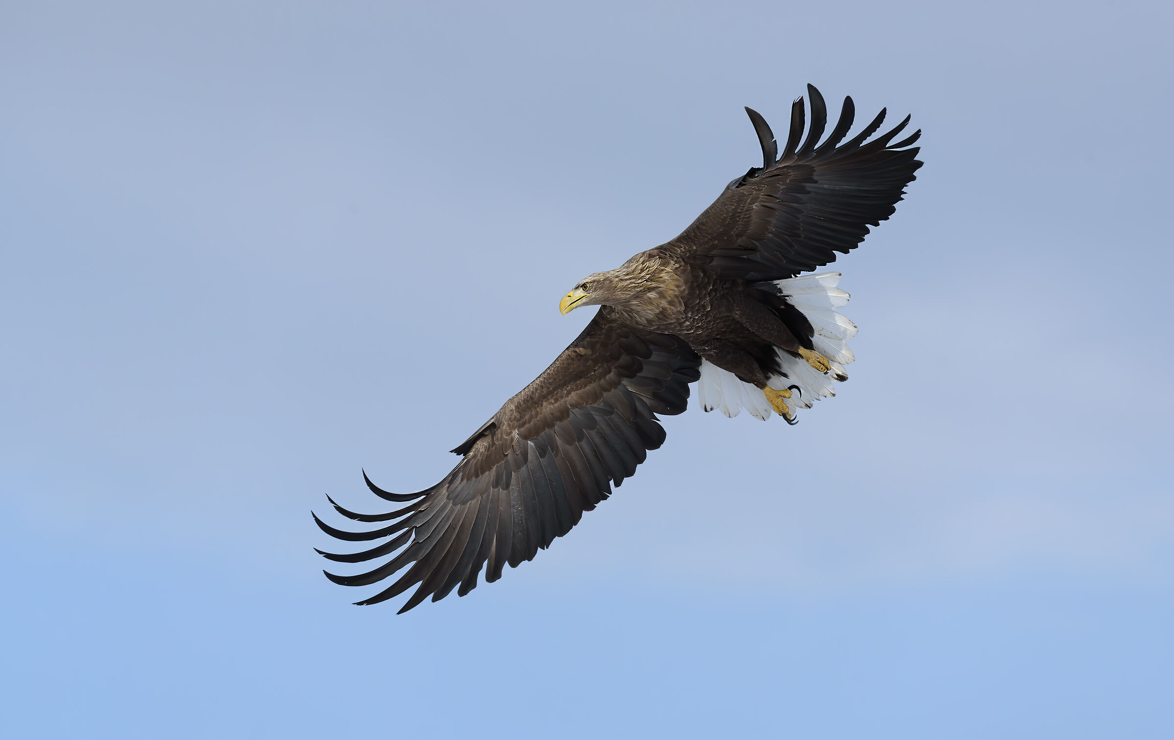 Sea Eagle
