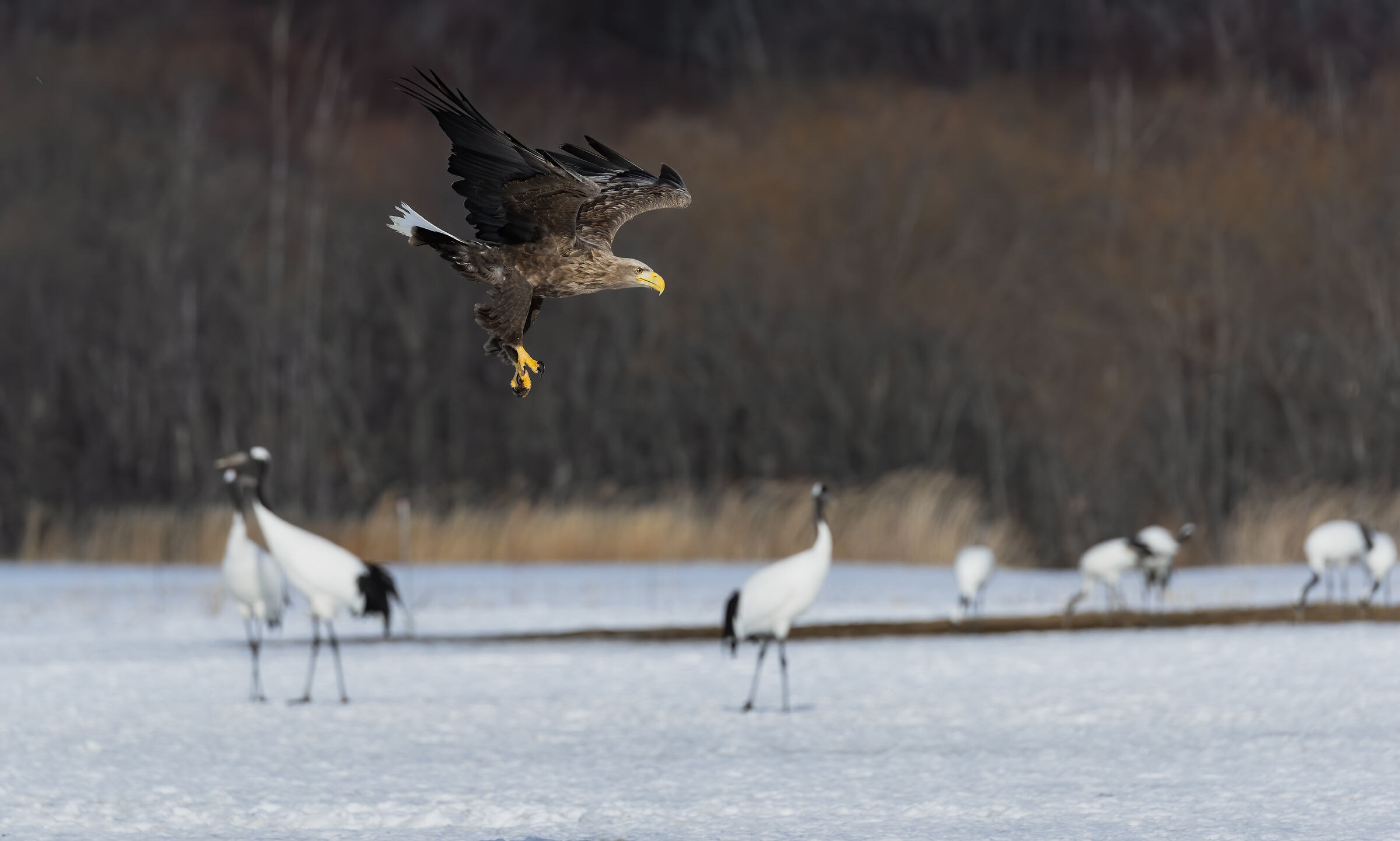 Aquila e gru della manciuria