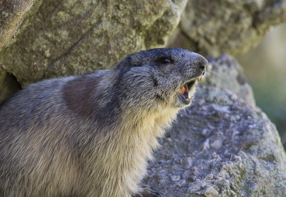 marmotta1