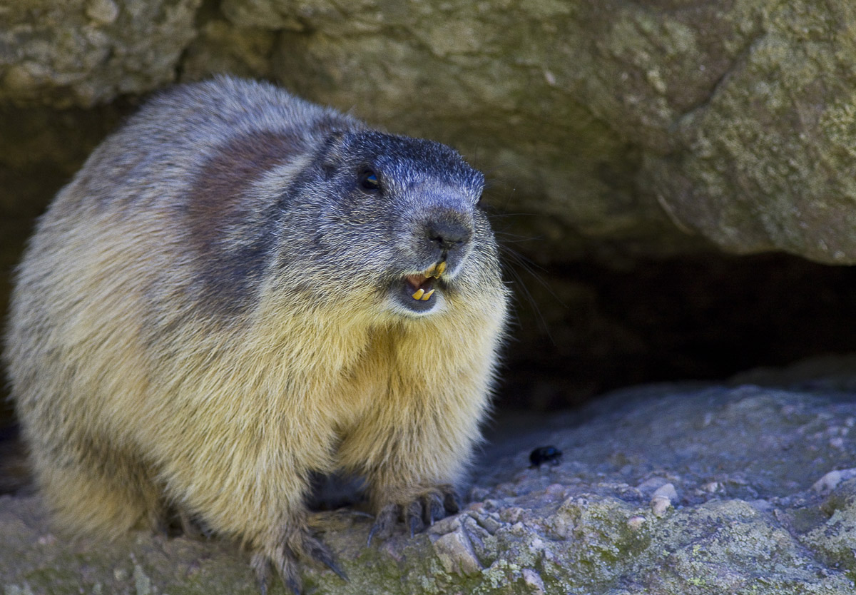 marmotta2