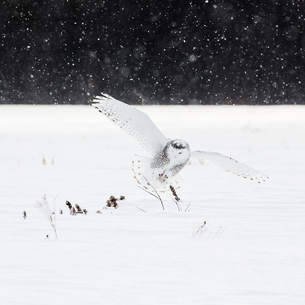 Harfang, New Hampshire