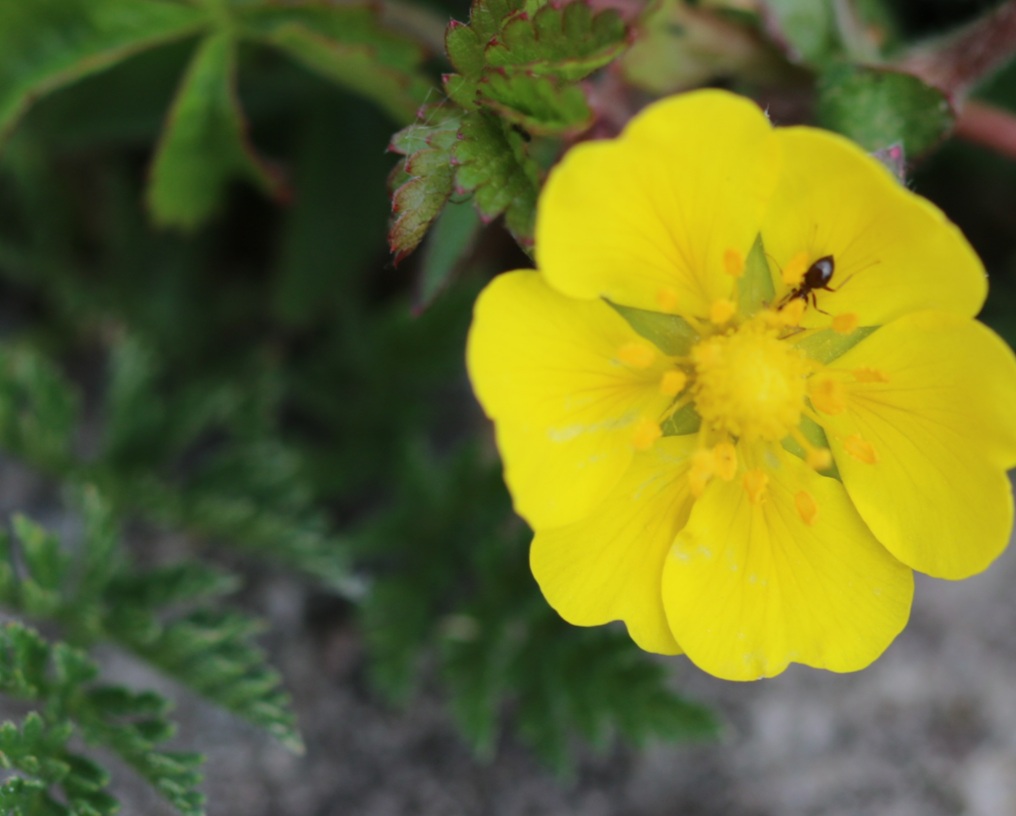 Fiore di maggio
