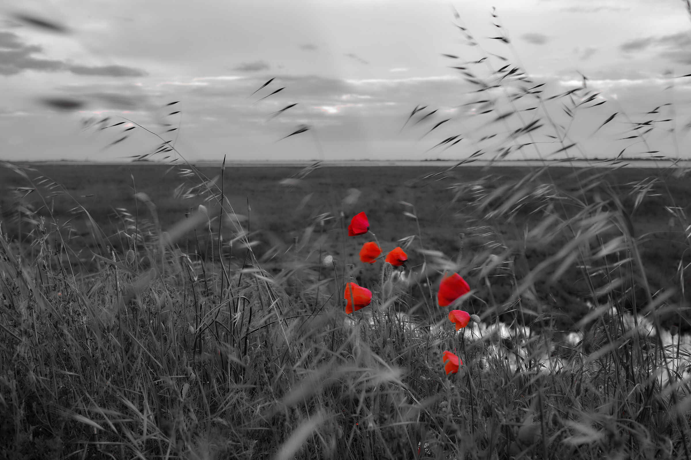 White, black & red