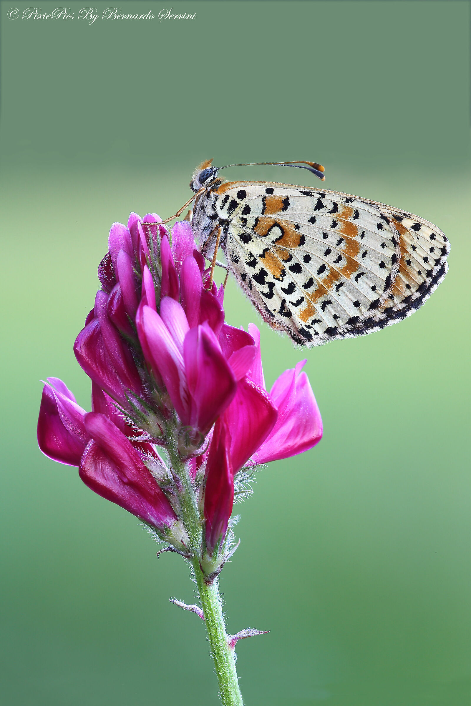 Melitaea