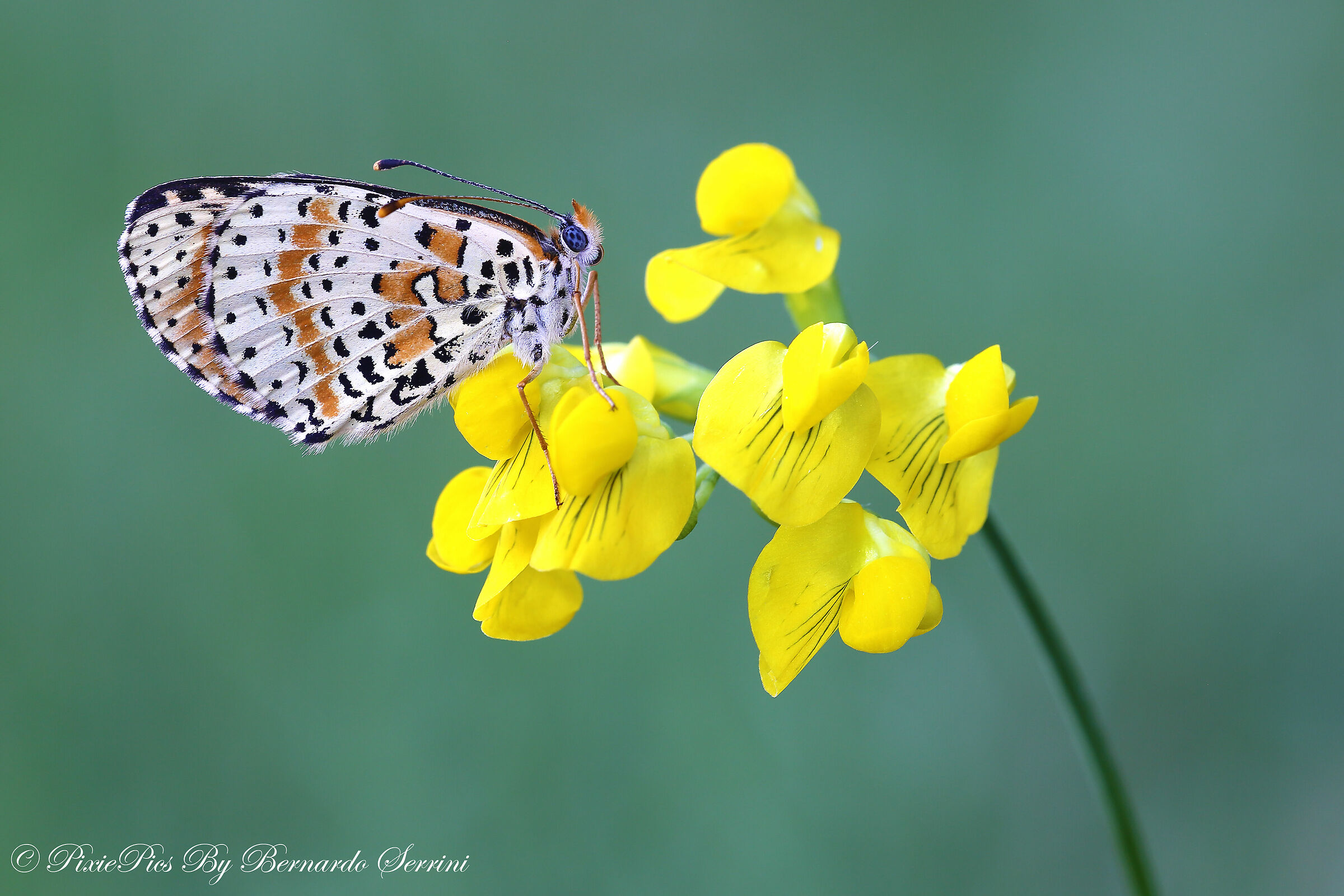 Melitaea