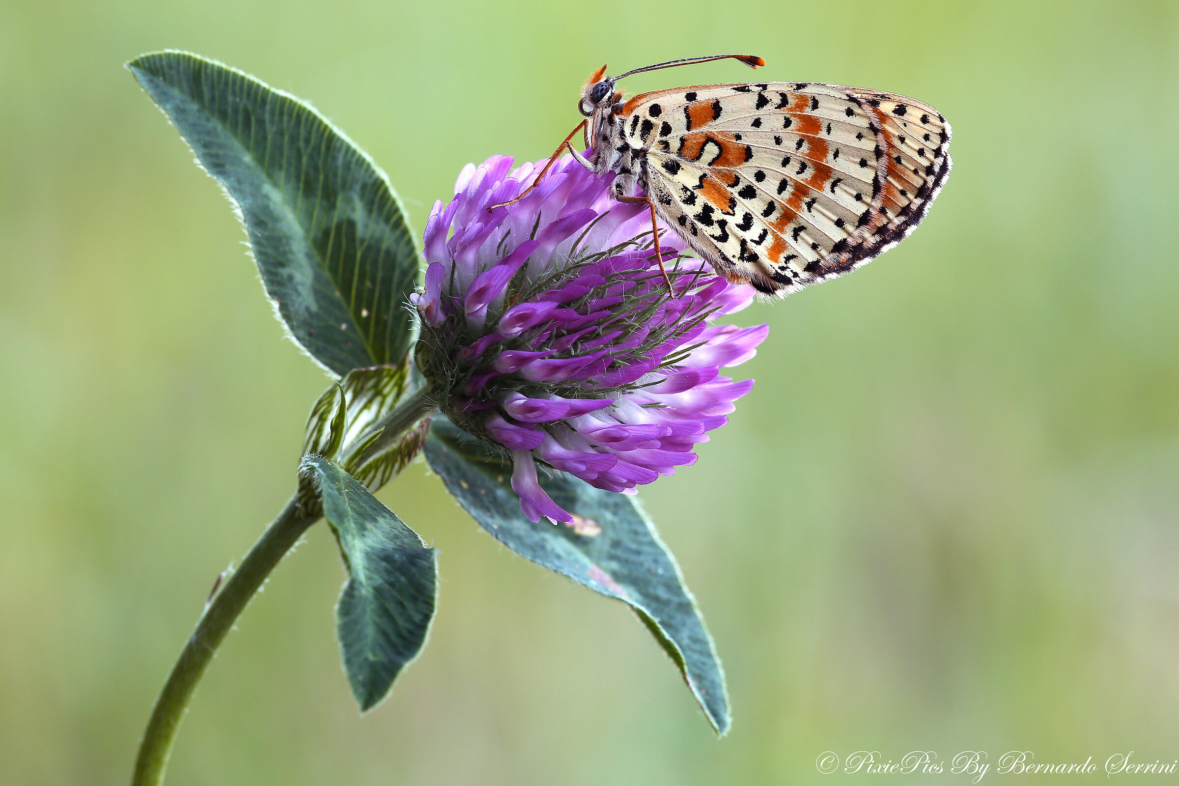 Melitaea