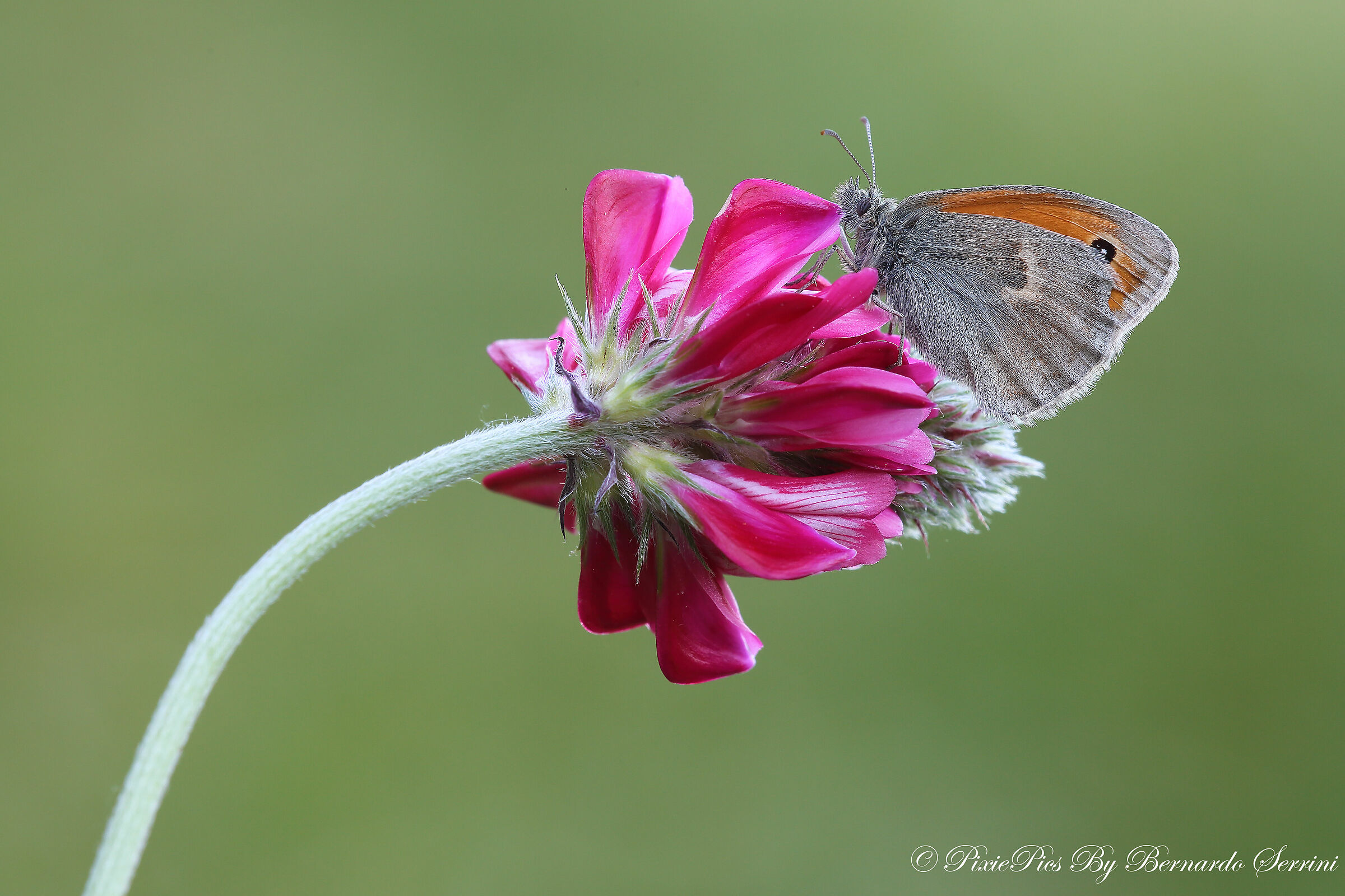 Coenonympha Pamphilus