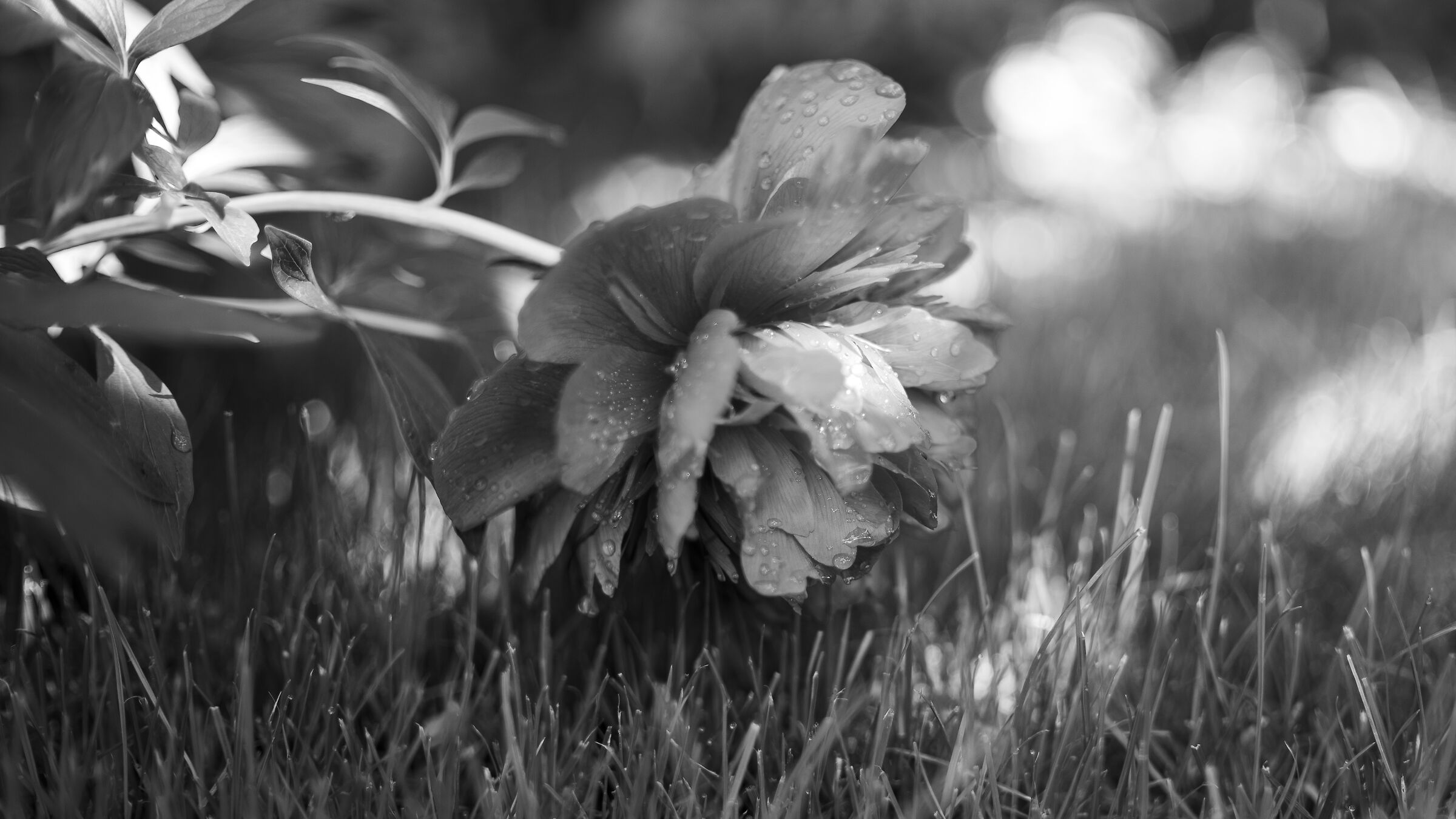 Black and White, but not Rose