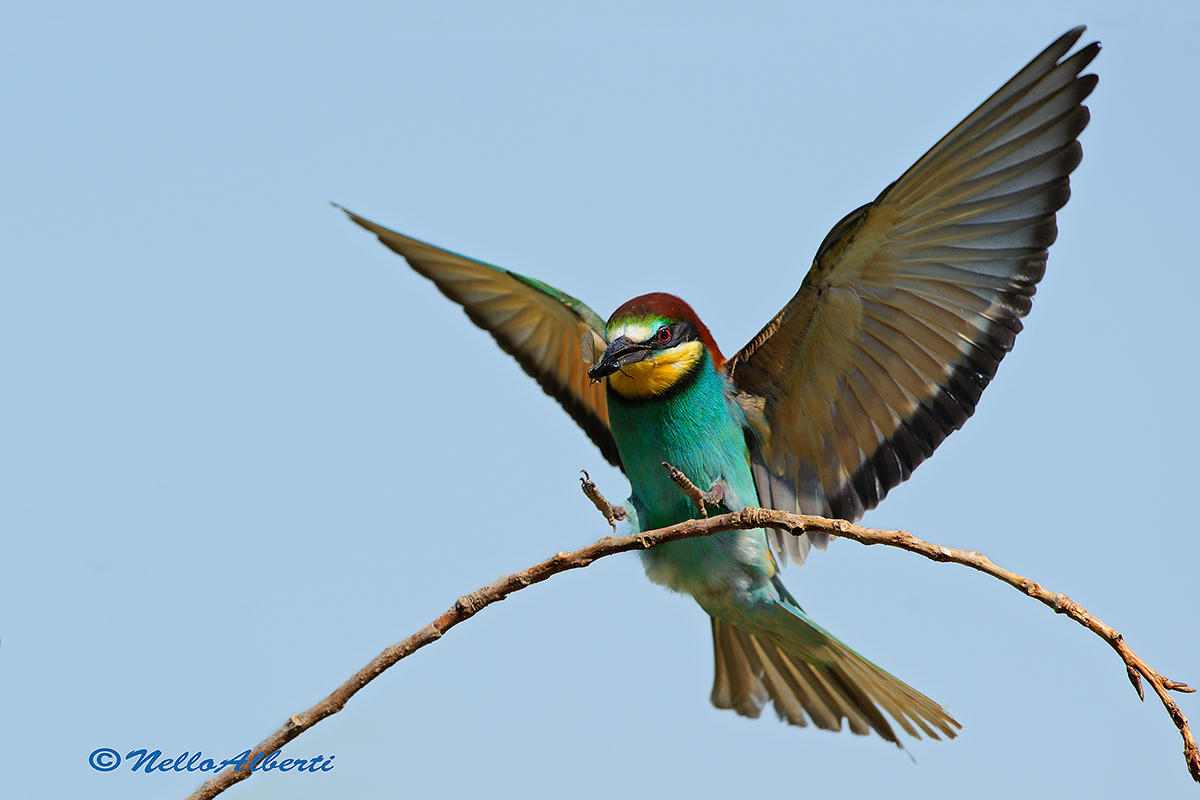 coming to roost with insect