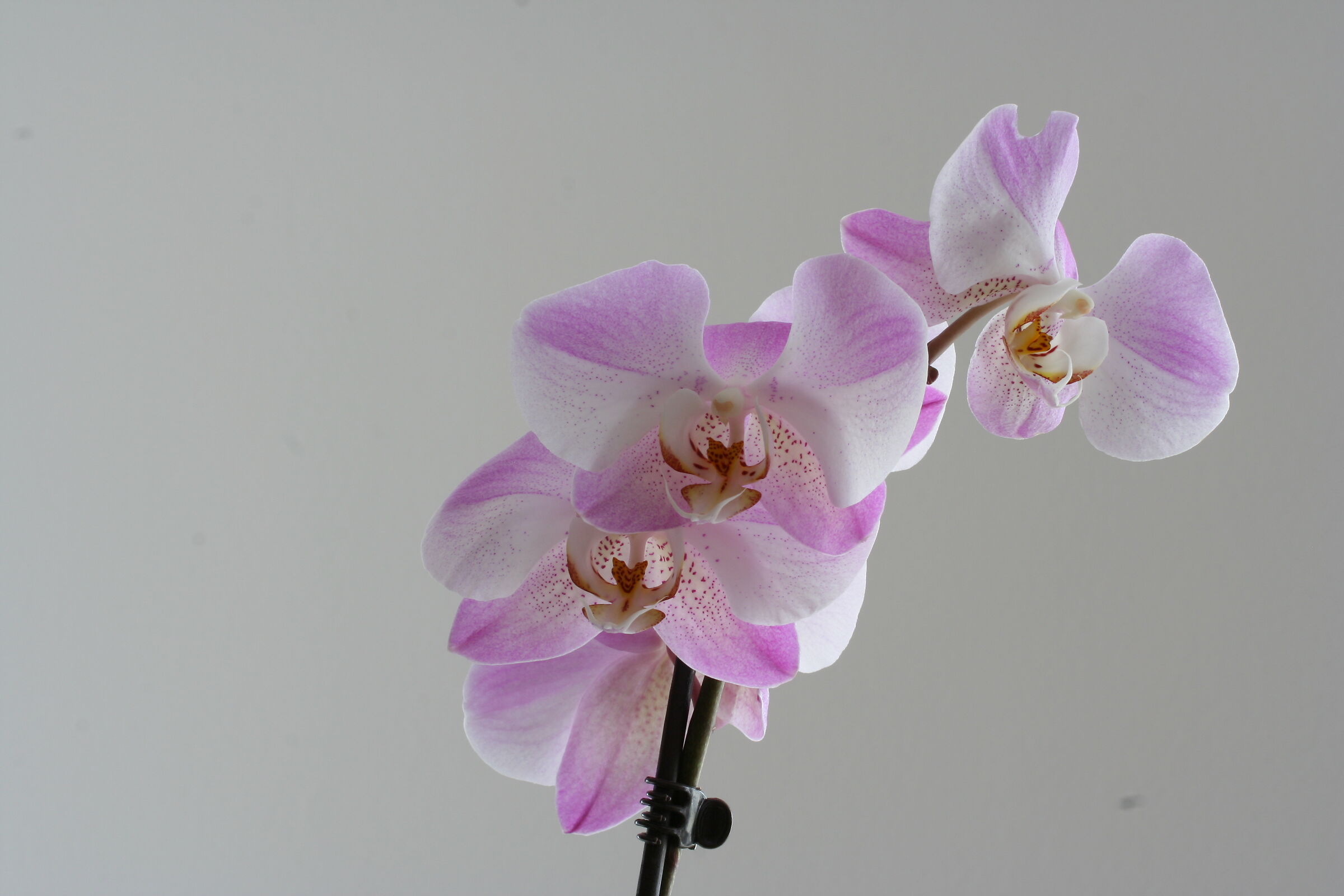 Phalaenopsis