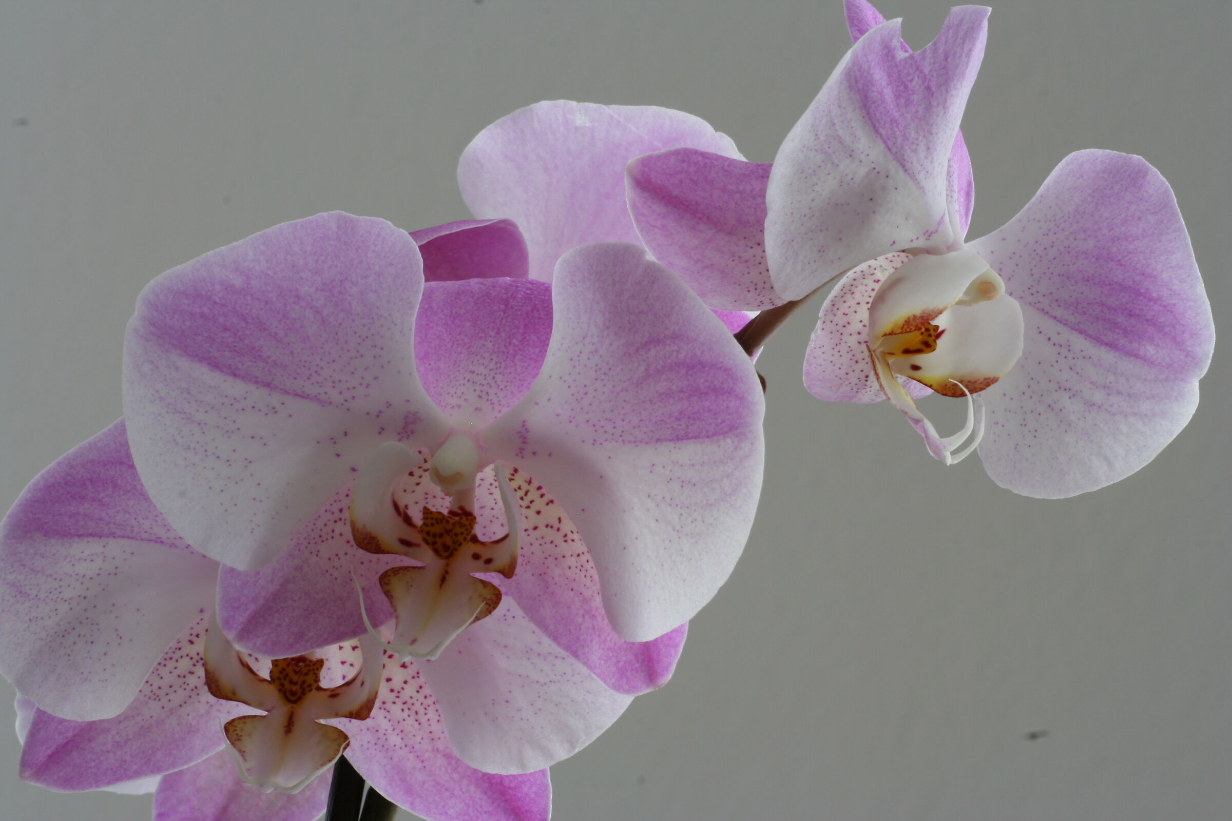 Phalaenopsis 2