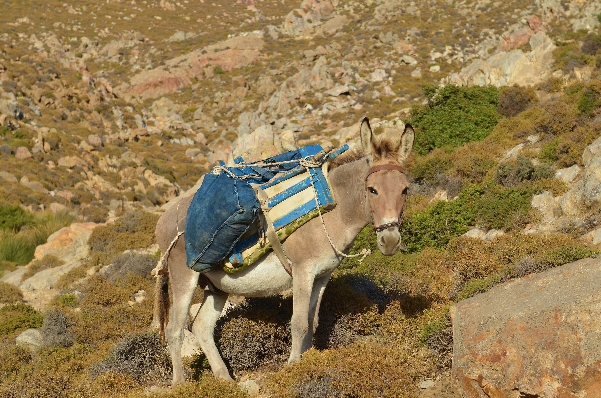 Donkey on Islands of the Dodecanese