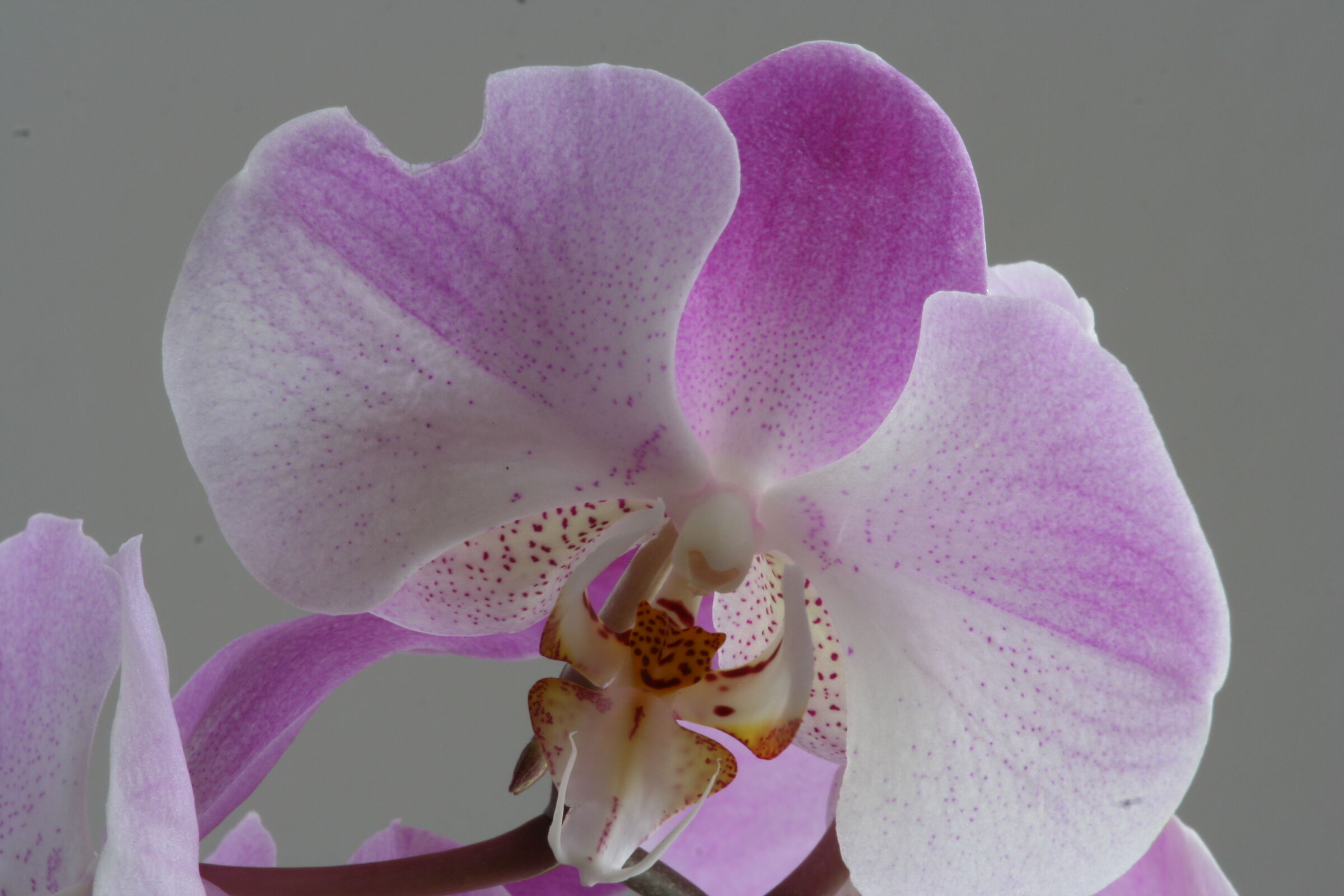 Phalaenopsis si avvicina