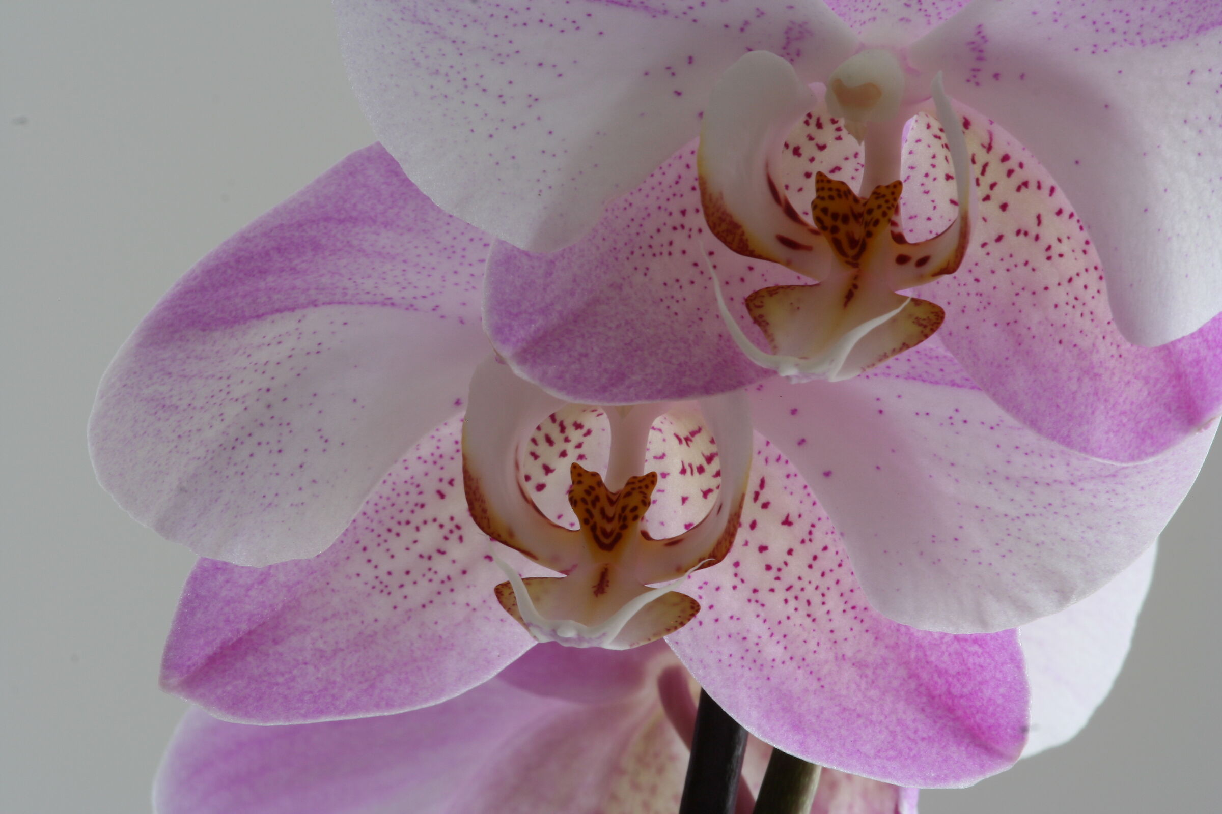 Phalaenopsis sempre più vicina