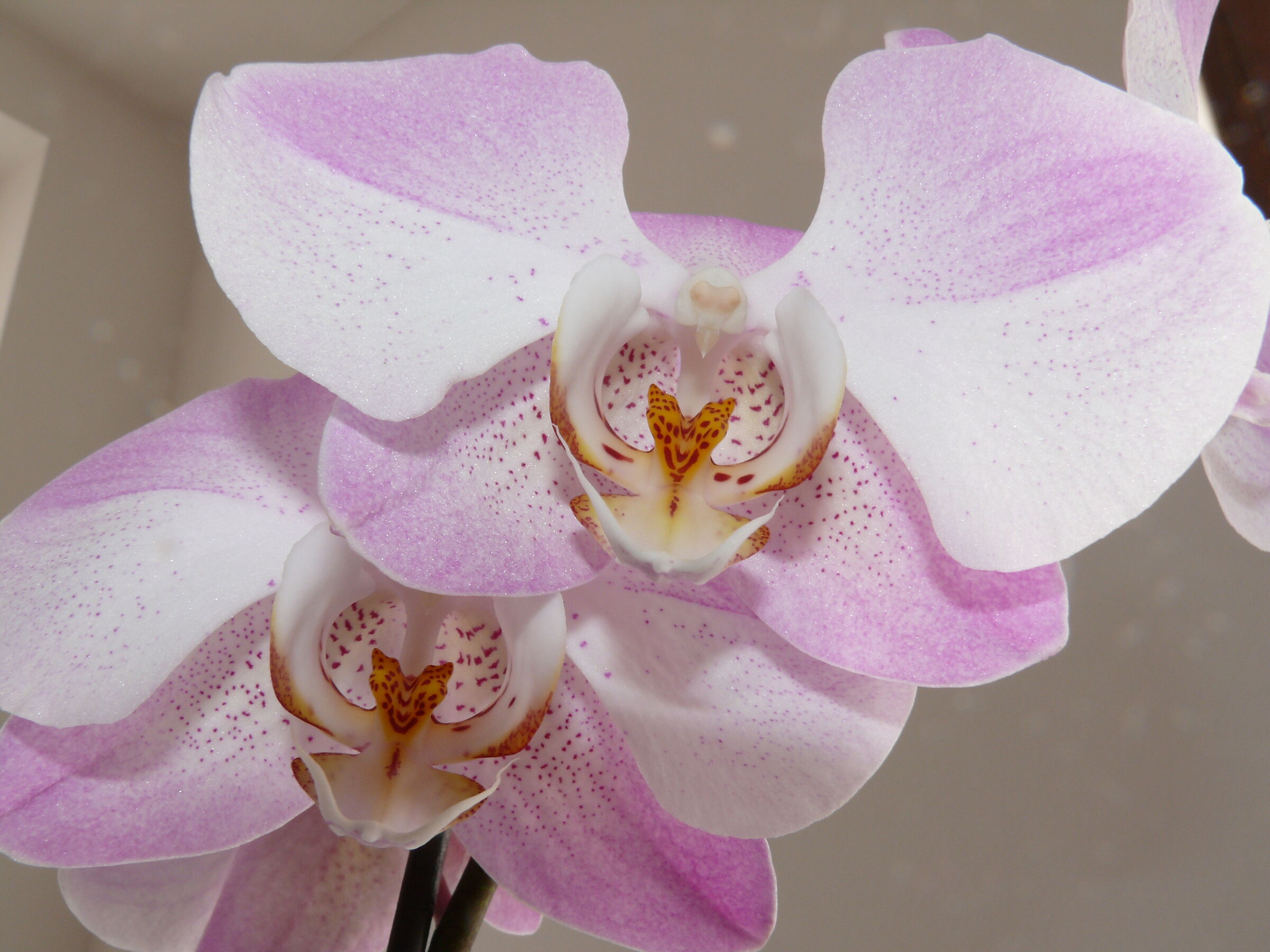 Phalaenopsis 3