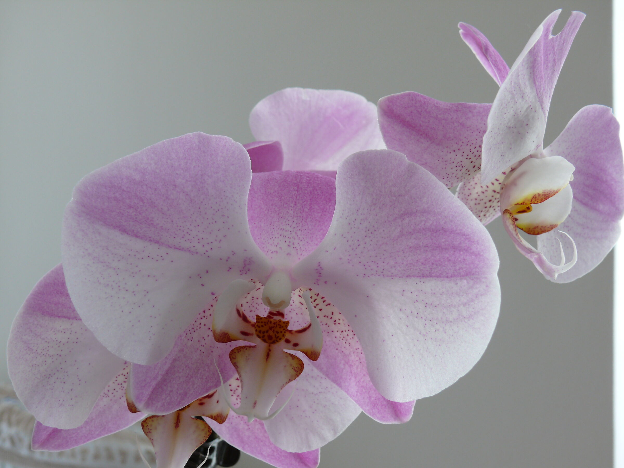 Phalaenopsis 4