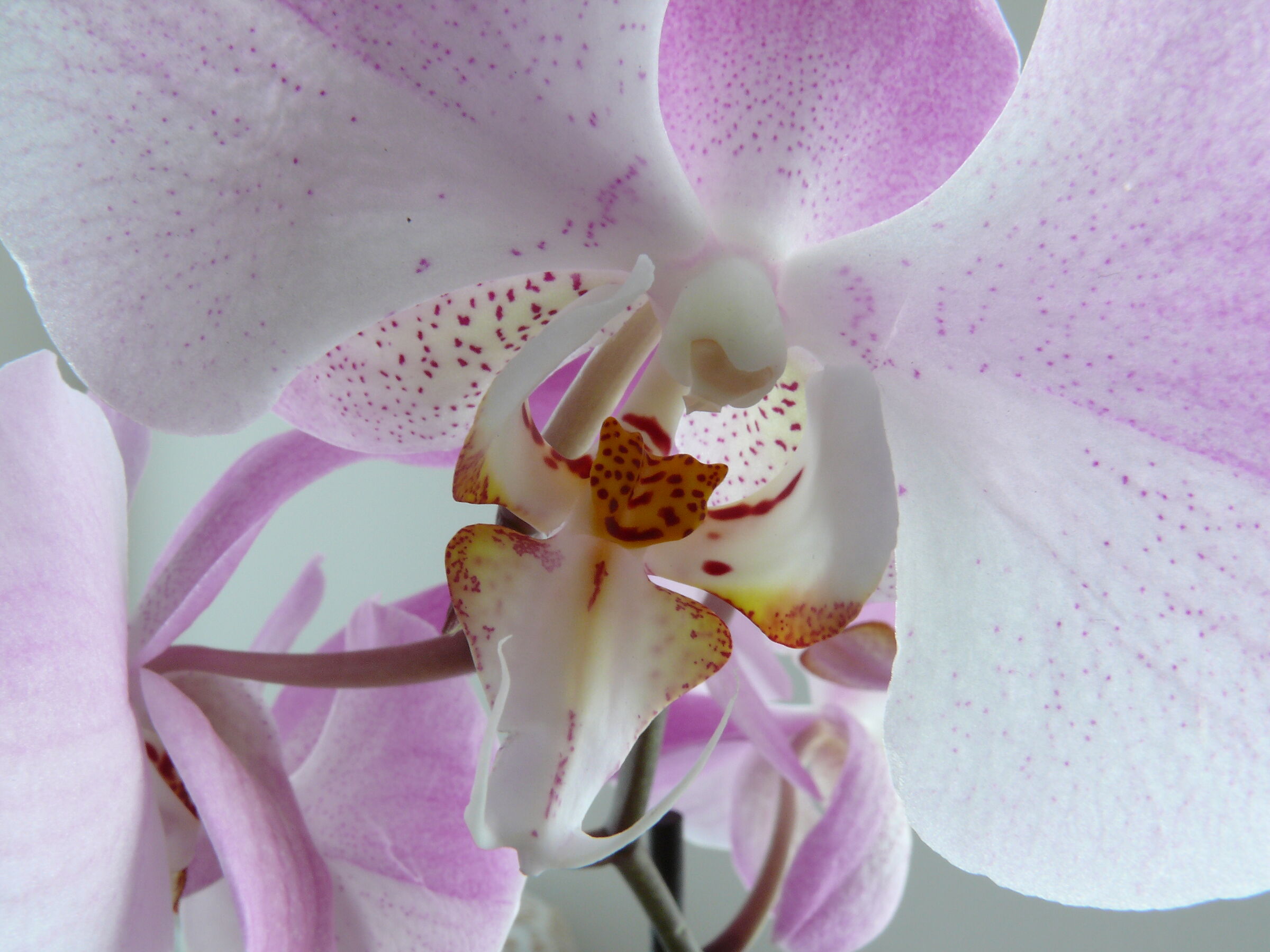 Phalaenopsis very close