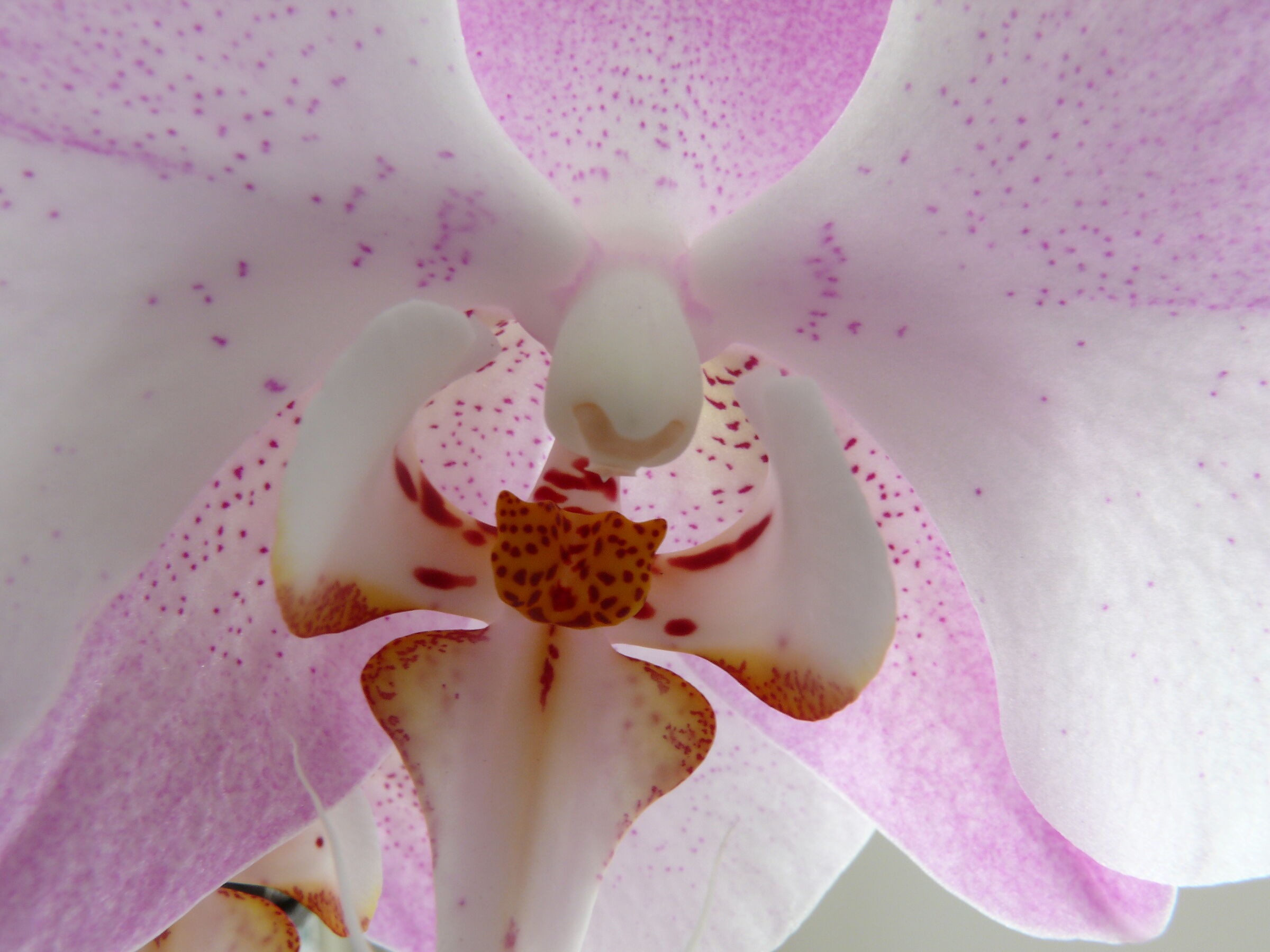 Phalaenopsis vicinissima