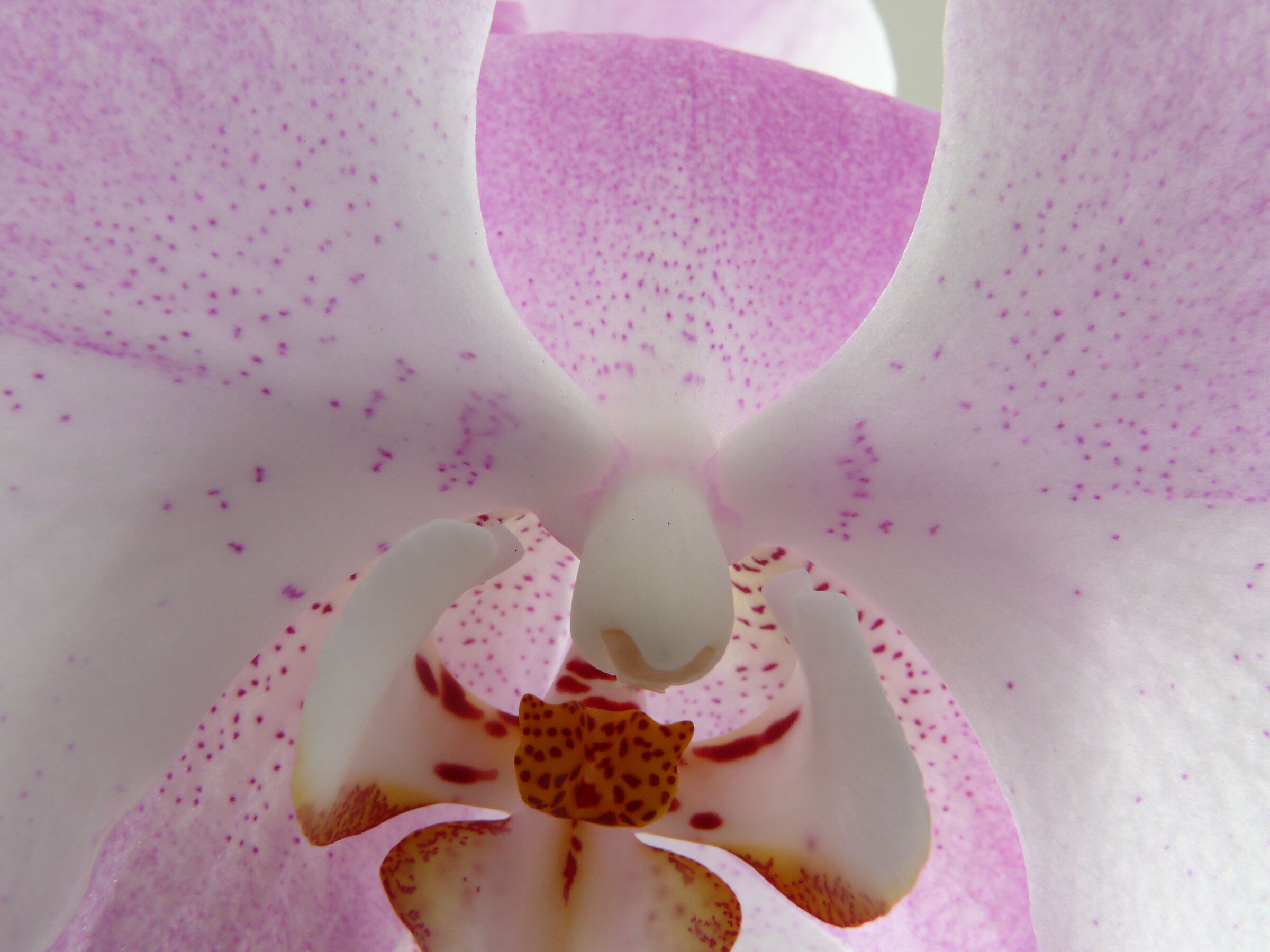 Dentro alla Phalaenopsis