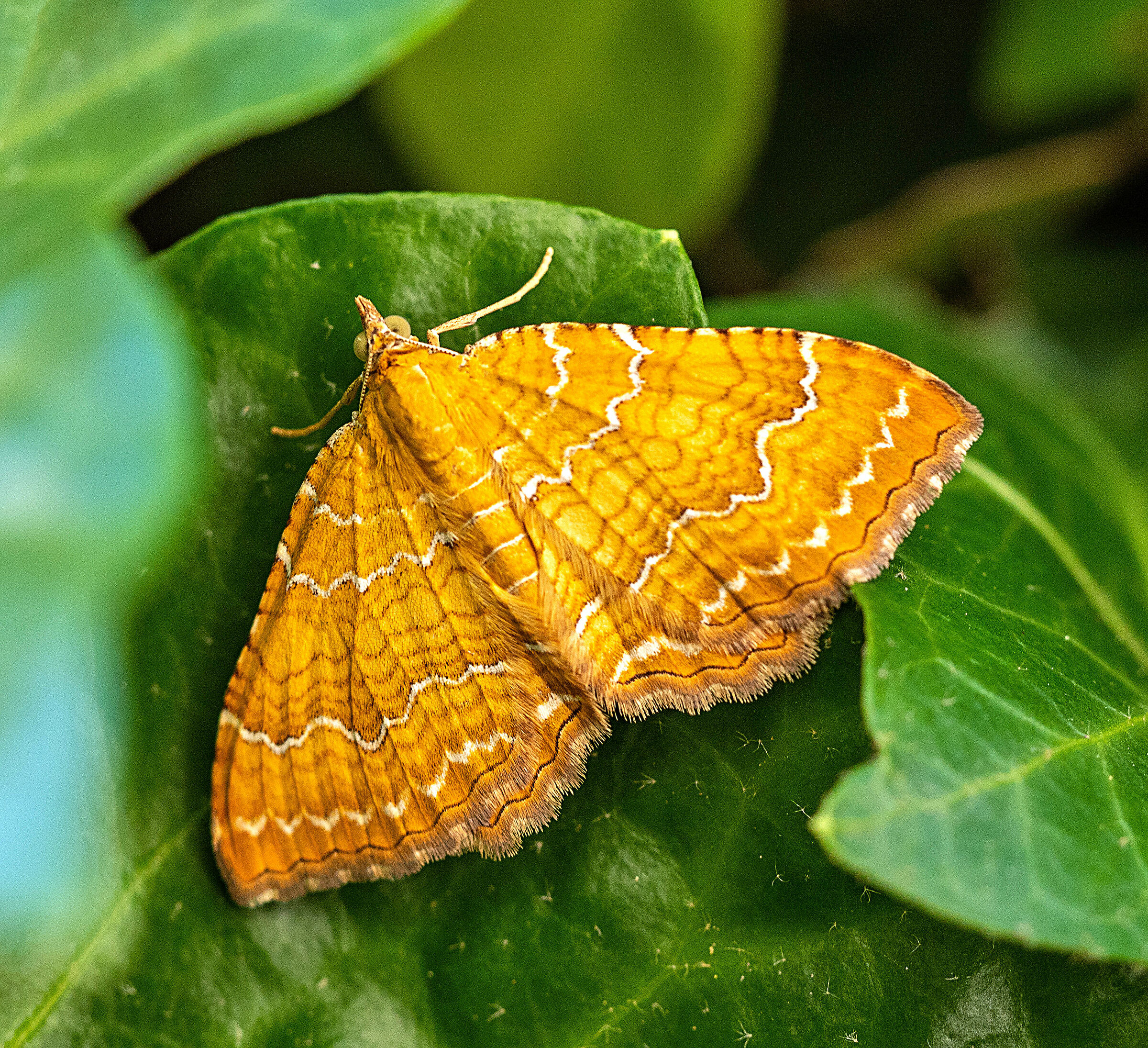 Camptogramma bilineata