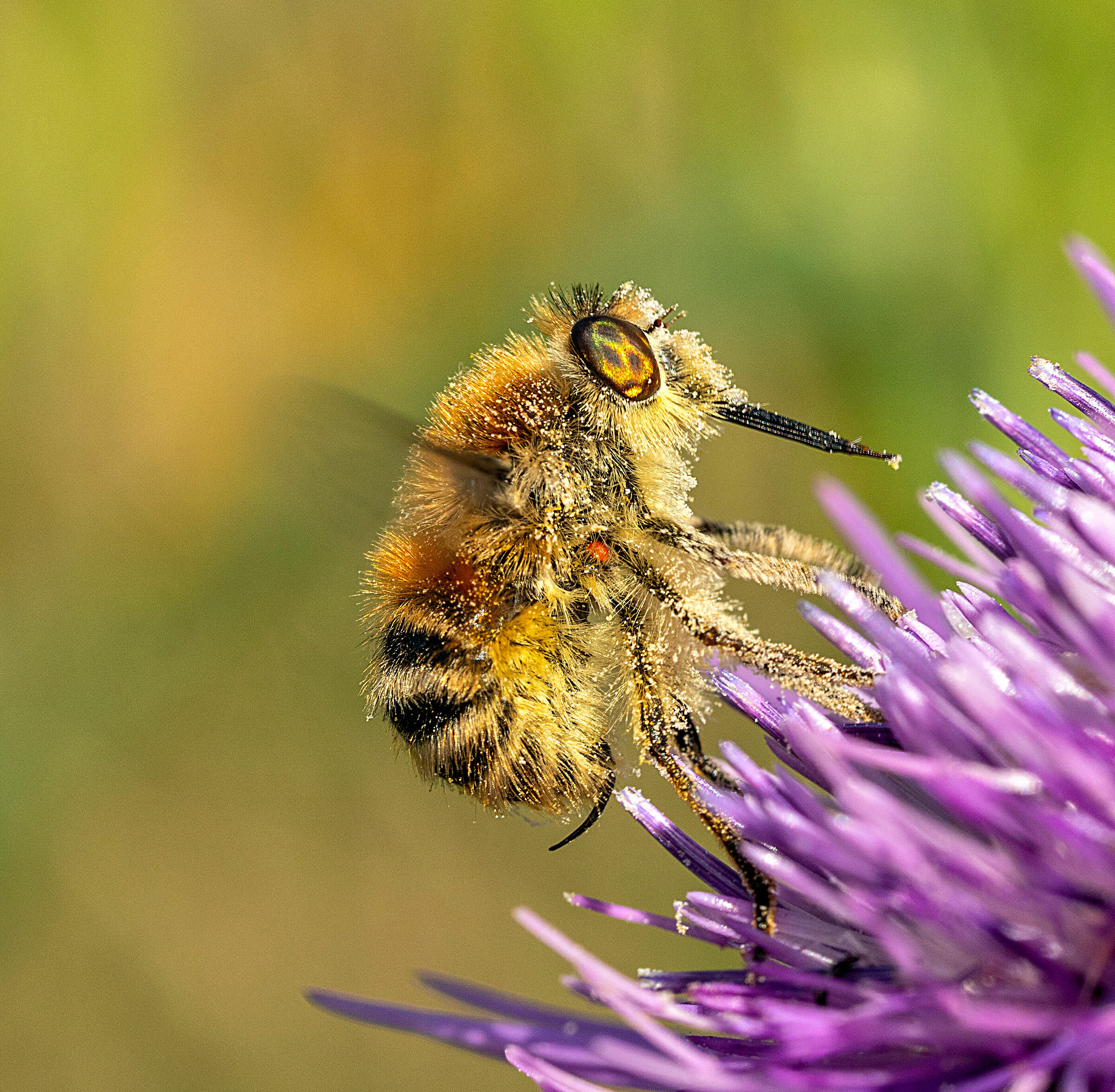 Fallenia fasciata su cardo