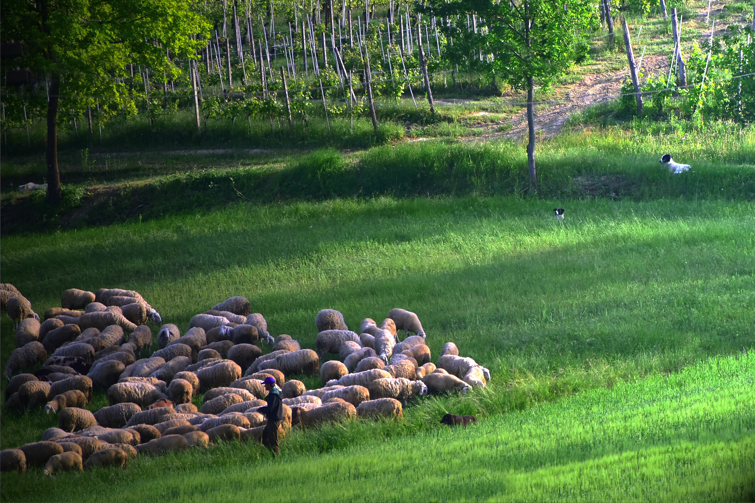 Each flock has its shepherd and its faithful. Dogs