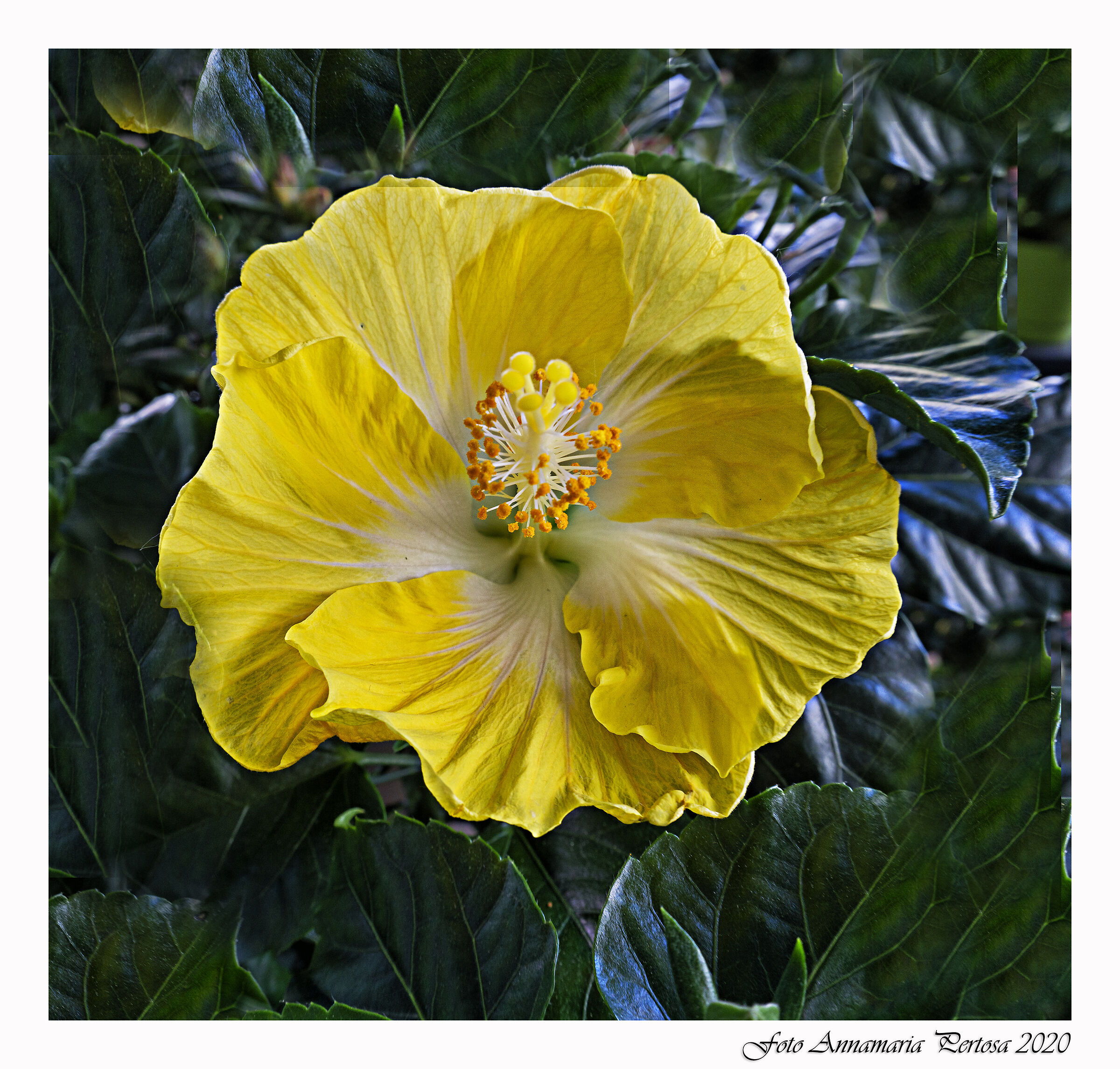 Sempre in diretta dal mio giardino