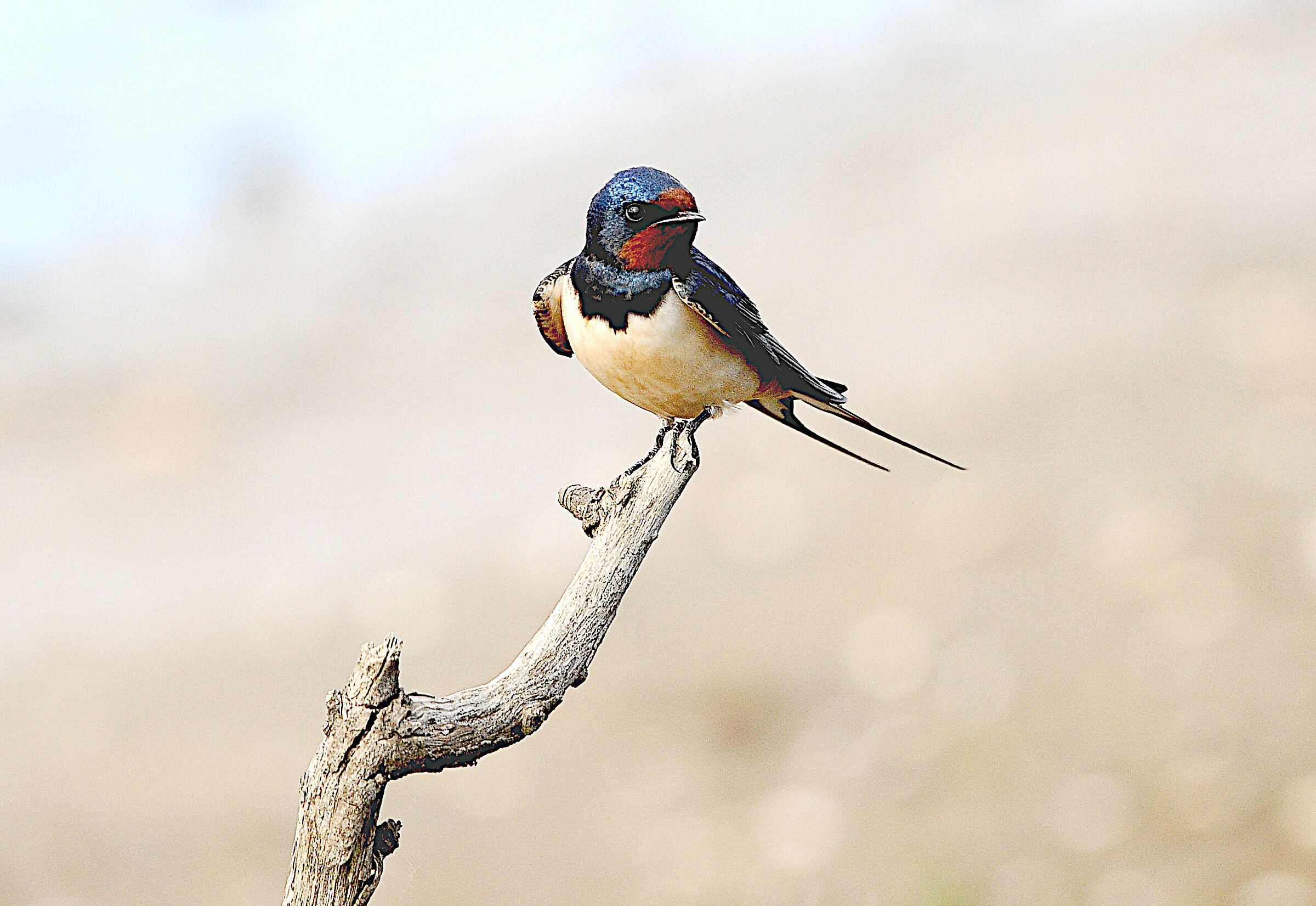 Swallows to the Pantans of Hell