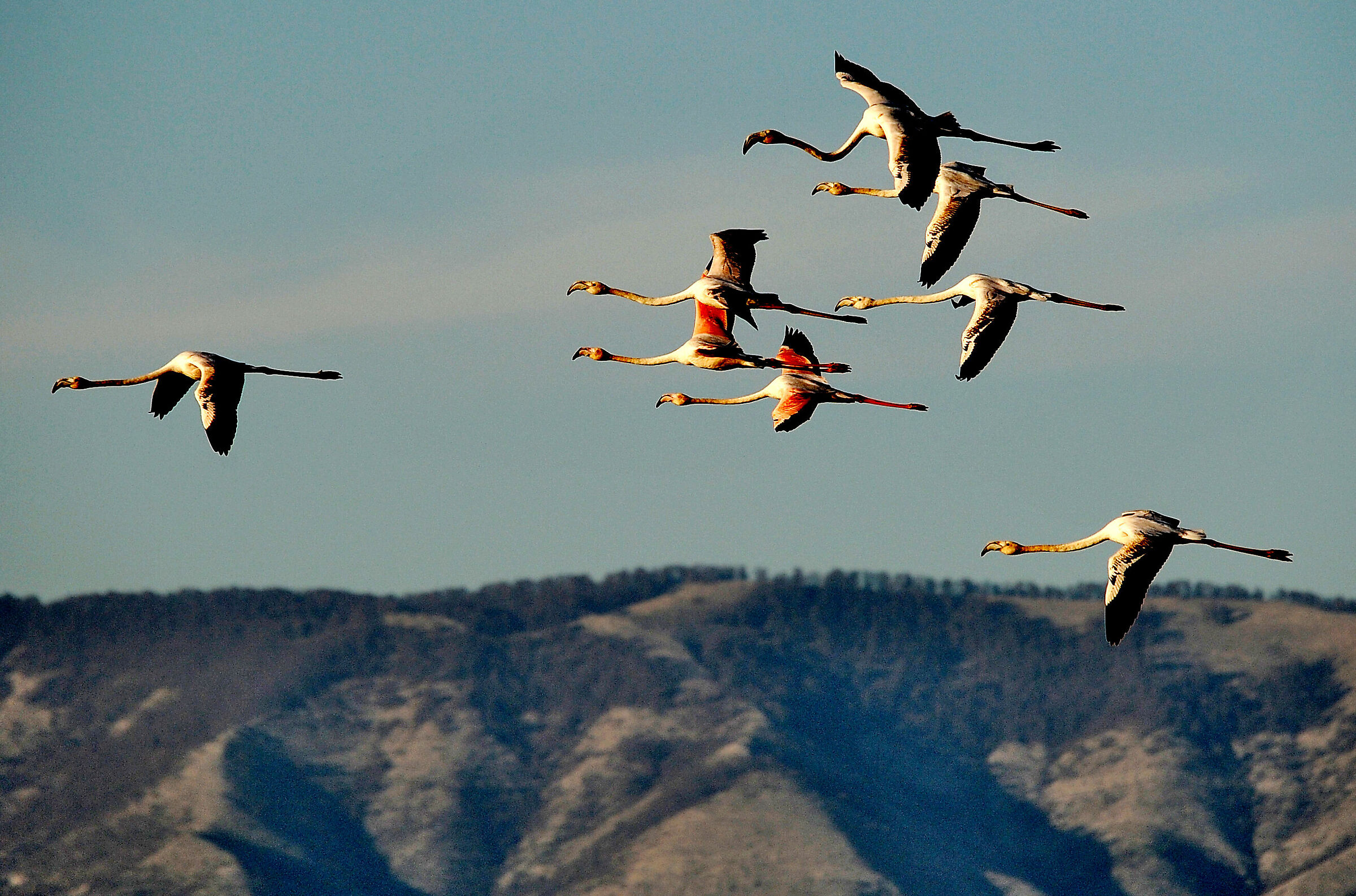 Flamingos at the Pantani of Hell