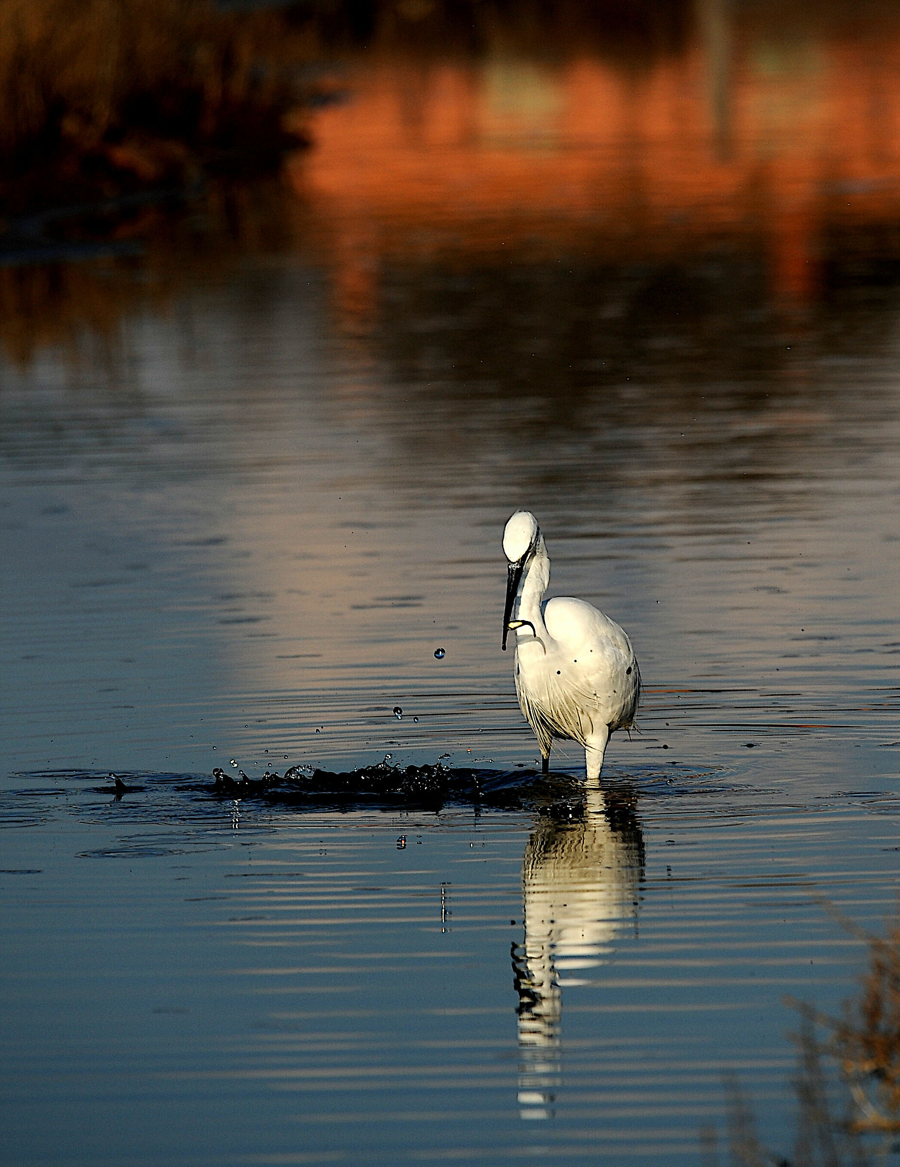Garzetta to the Pantans of Hell