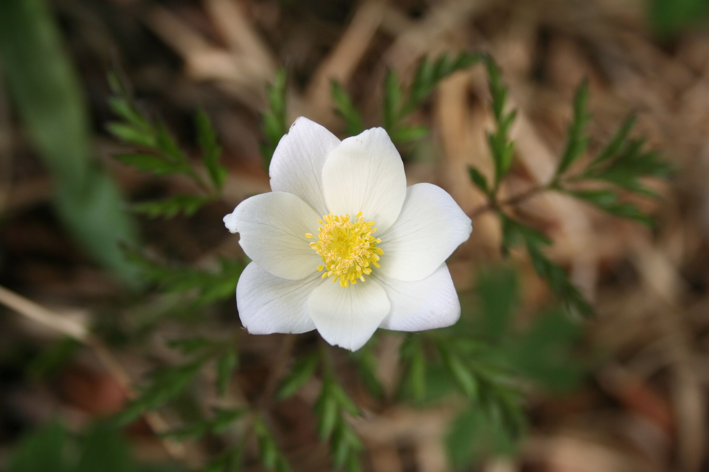 Narcissous at the second