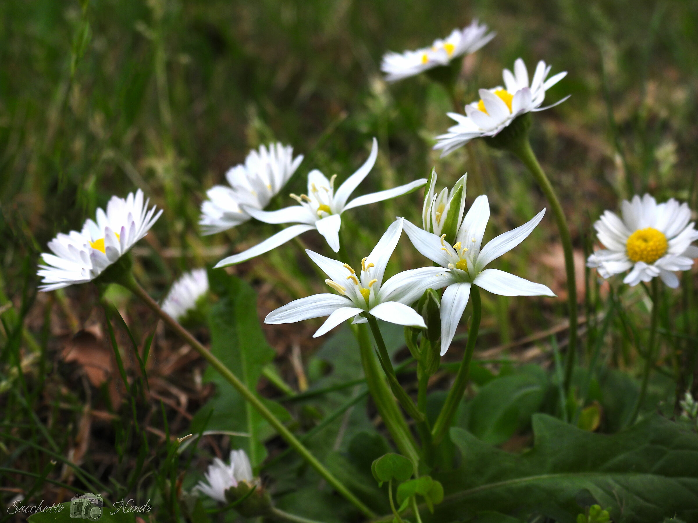 stars of bethlehem