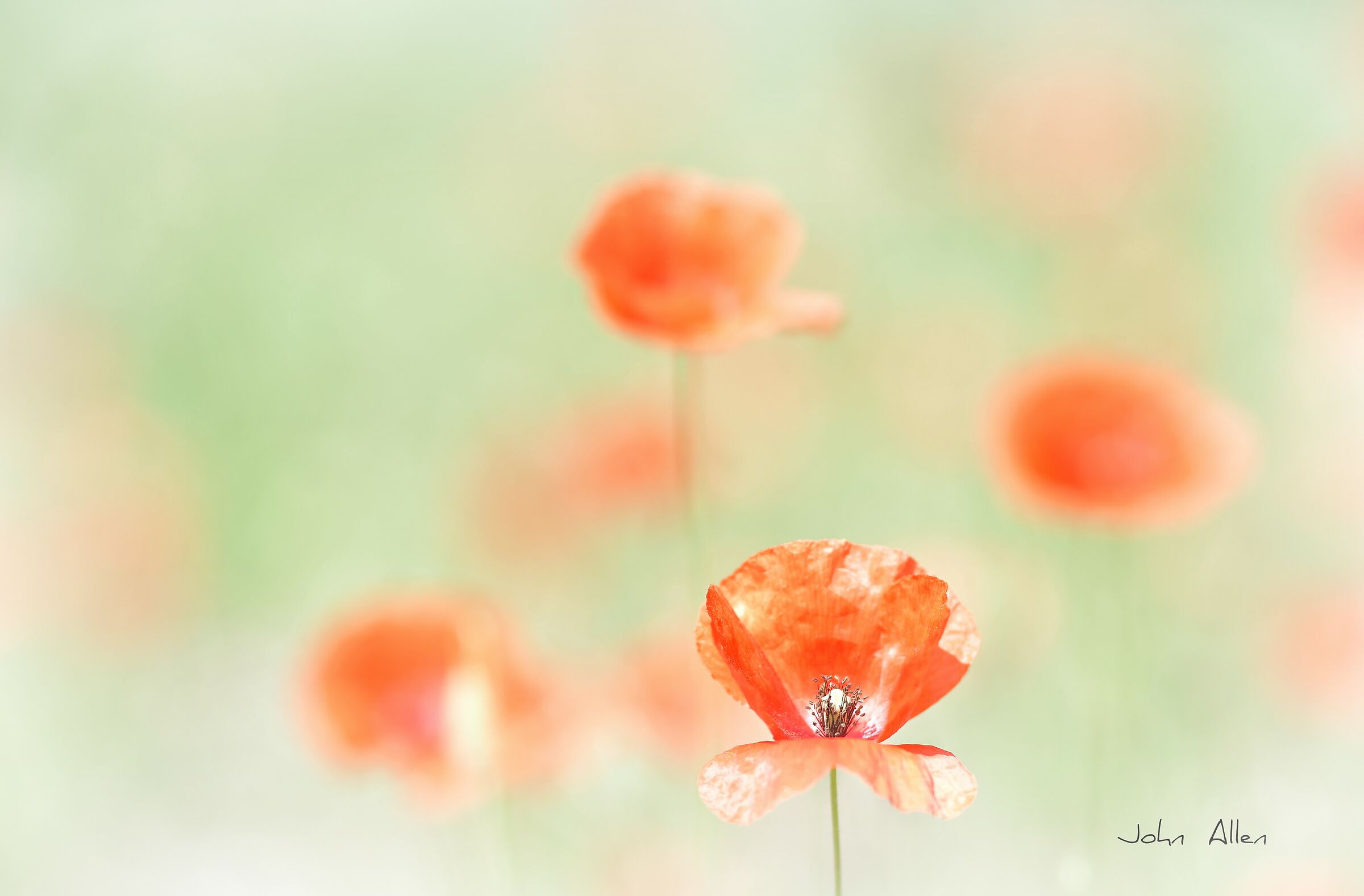 Poppies