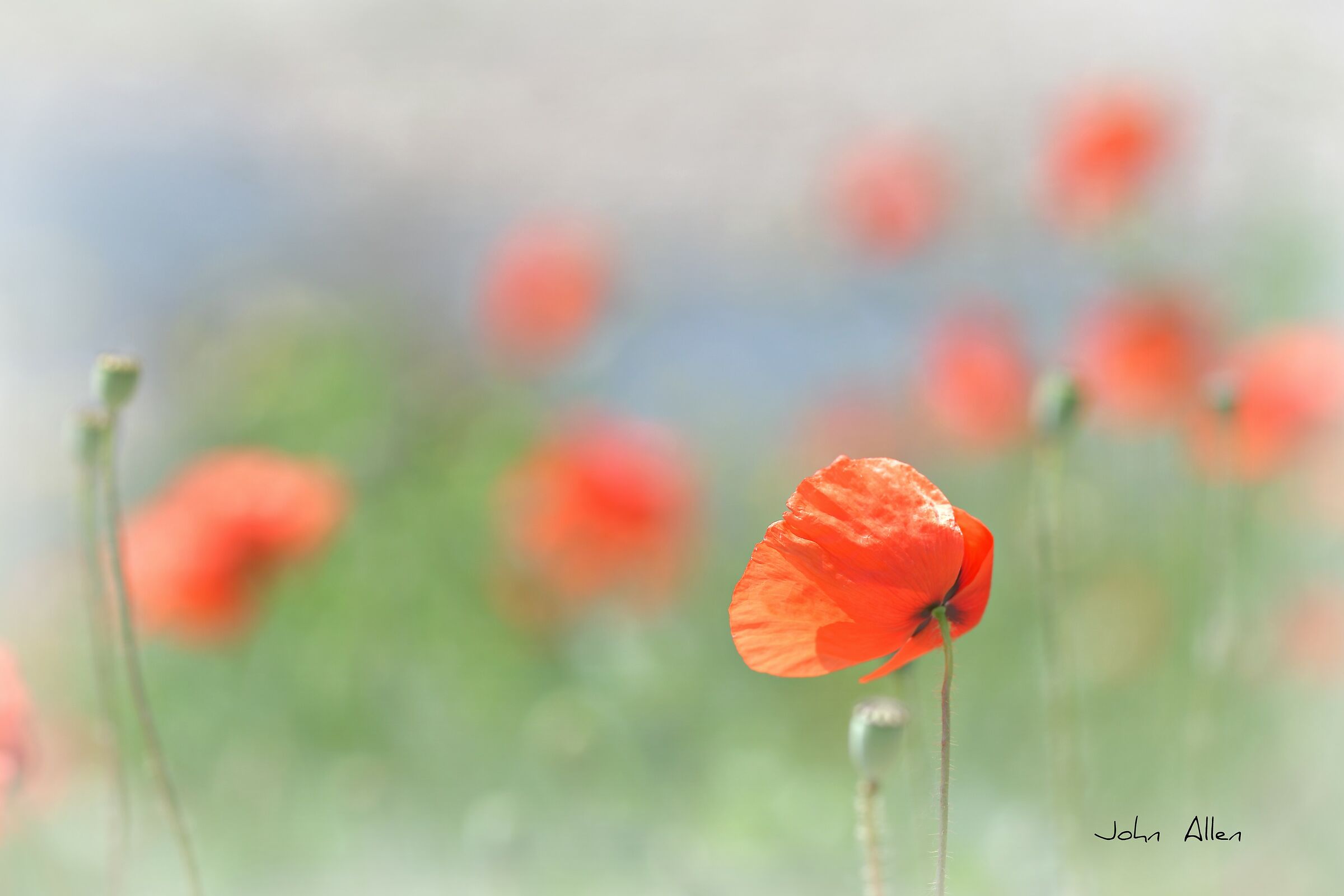 Poppies