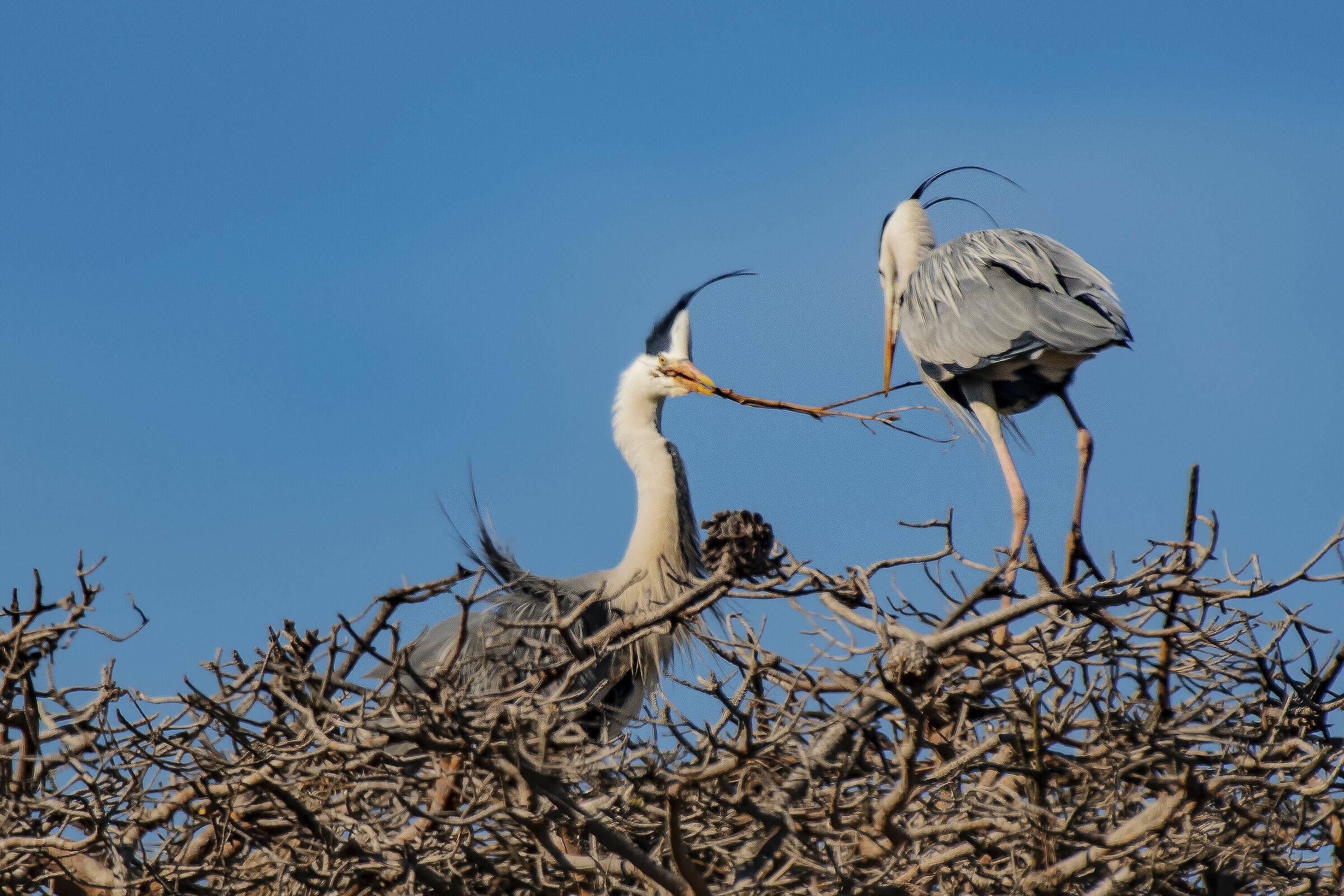 Herons Ashes on the Nest