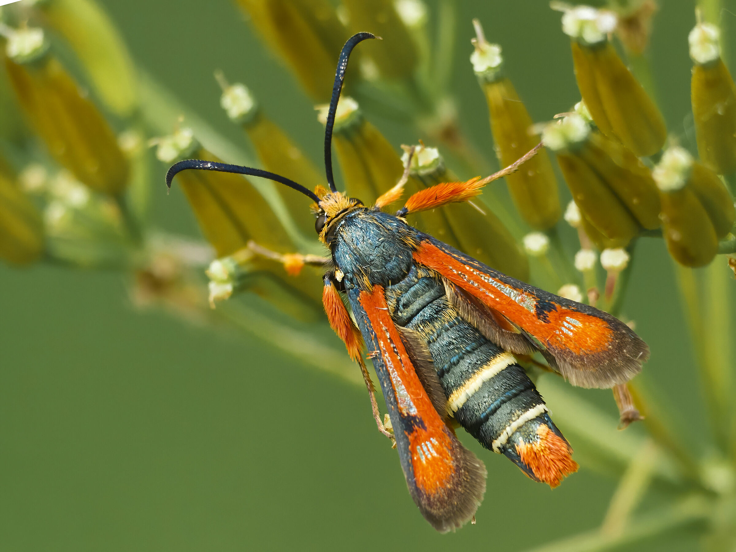 Pyropteron Chrysidiformis
