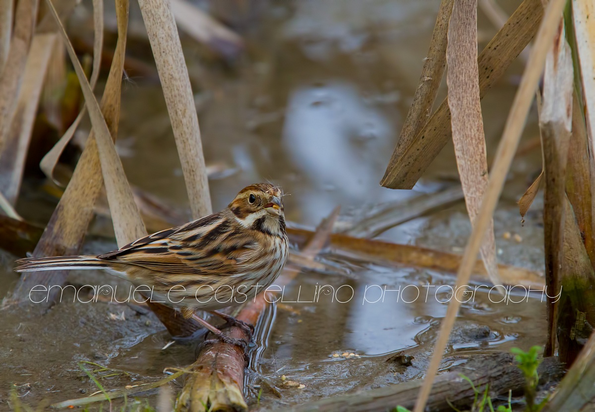Migliarino di Palude