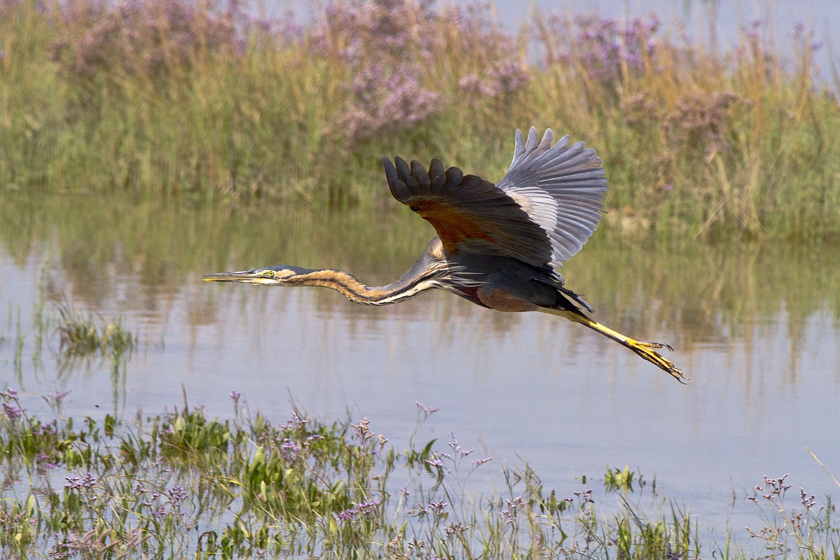 purple heron