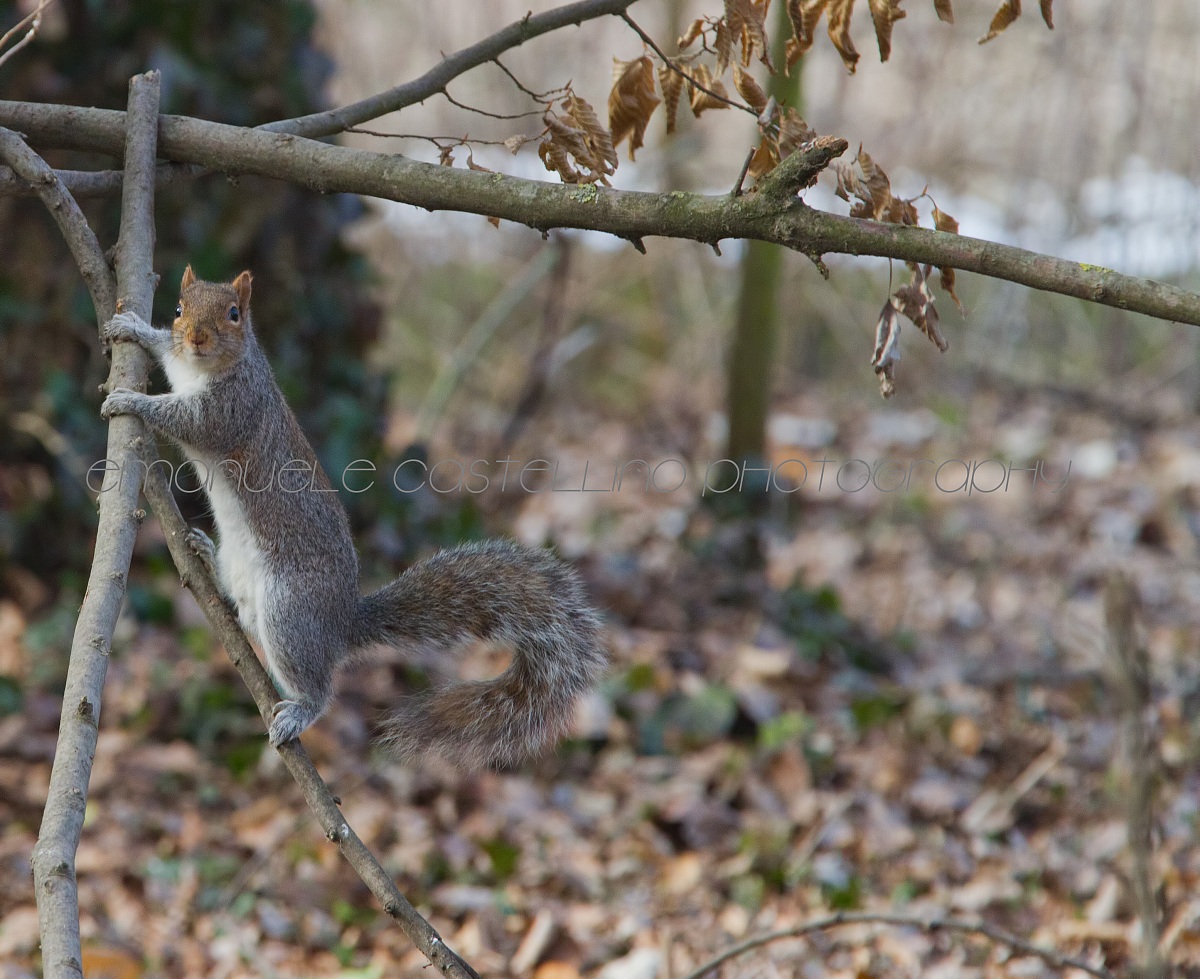 Scoiattolo Grigio
