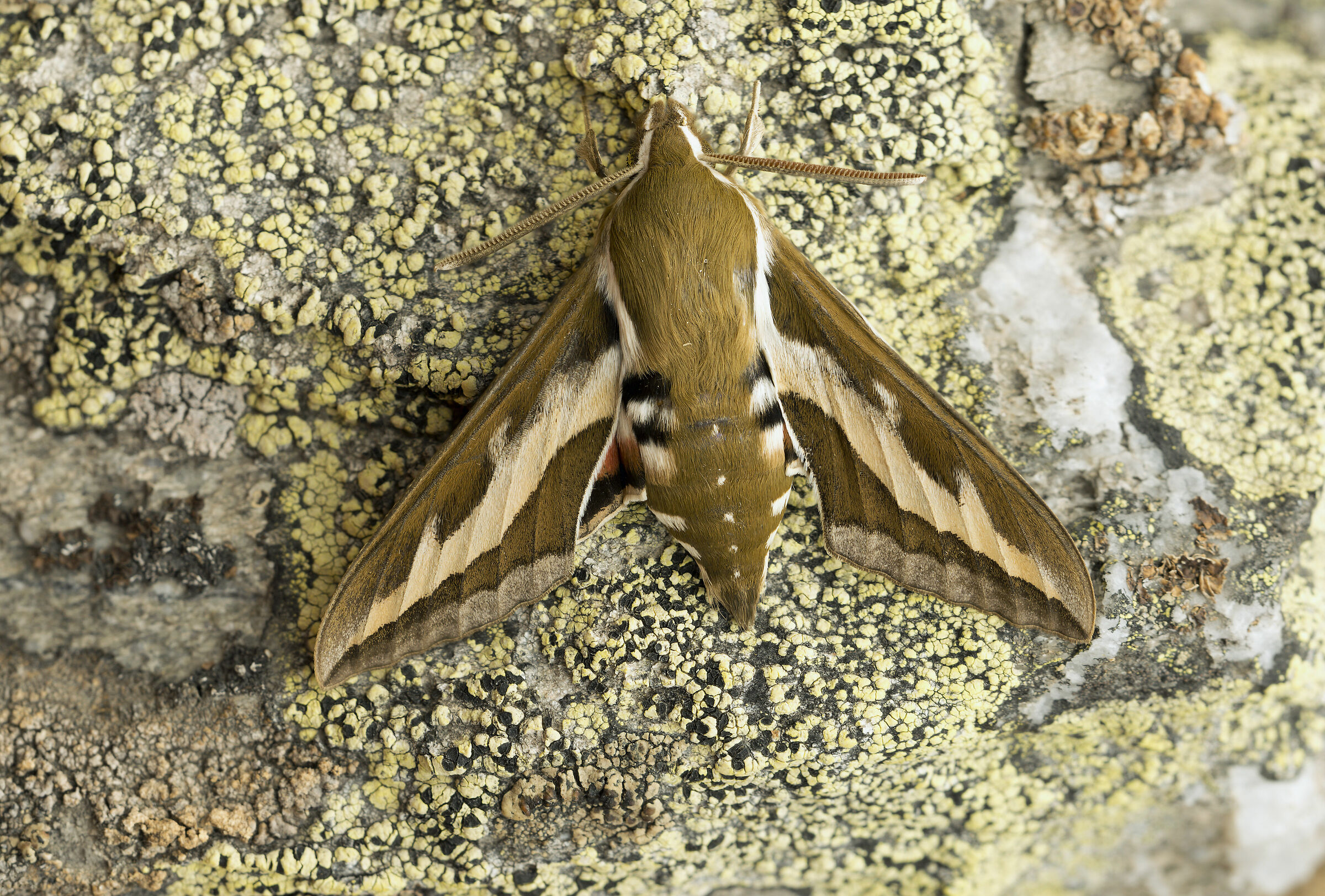 Falco paglia da letto