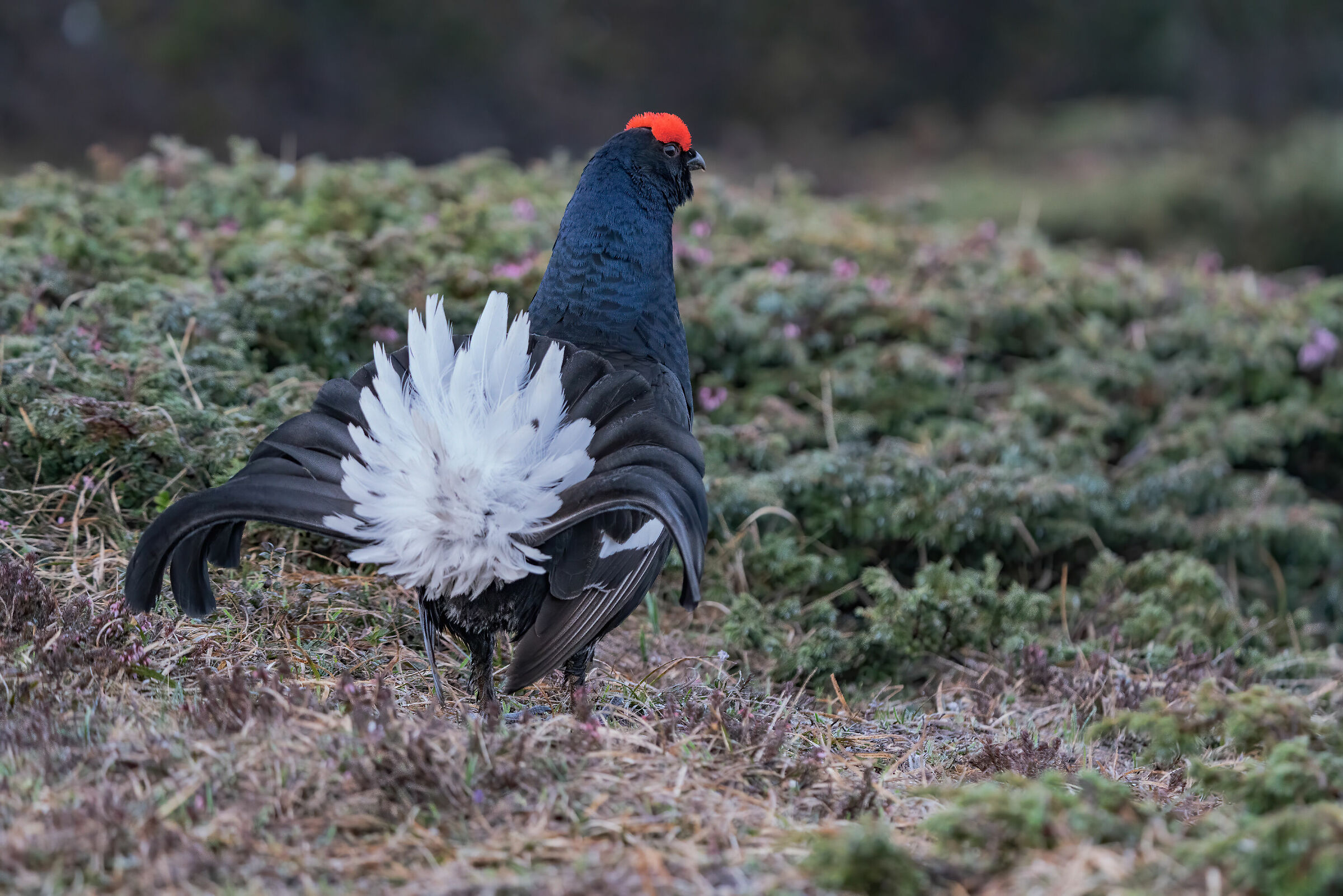 Vista retro di gallo forcello