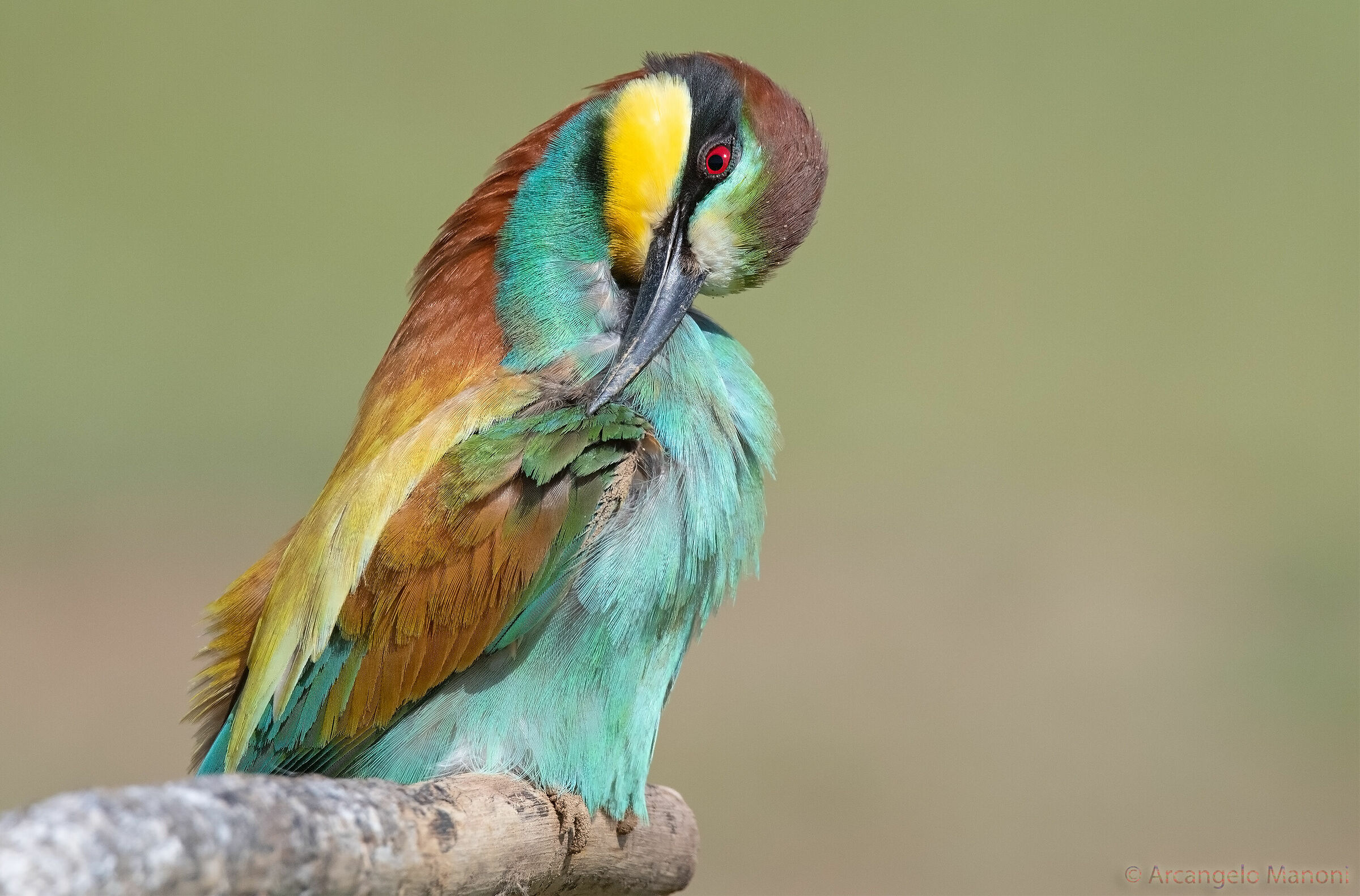 When a digging tool turns into a comb.