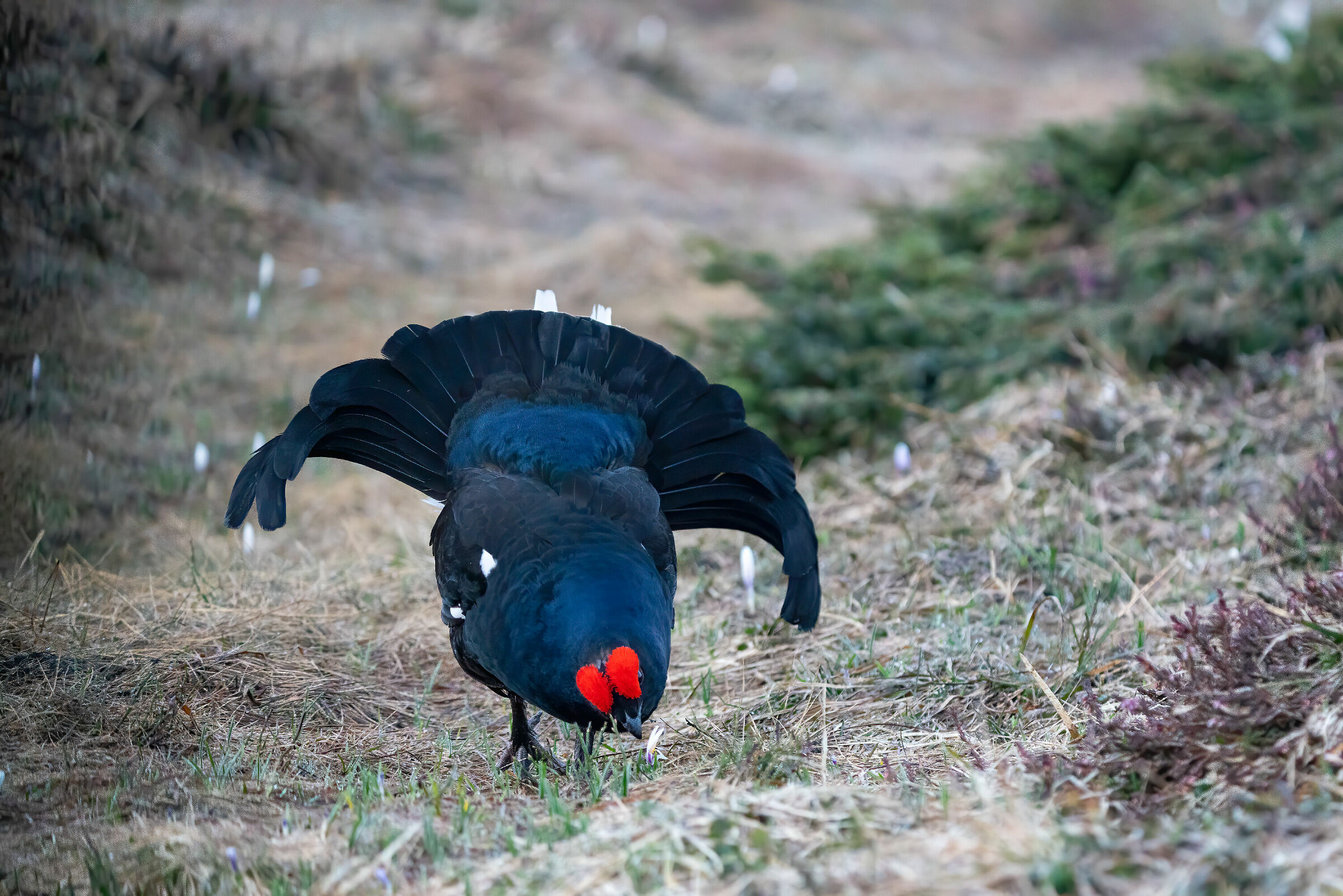 Spuntino a base di crocus