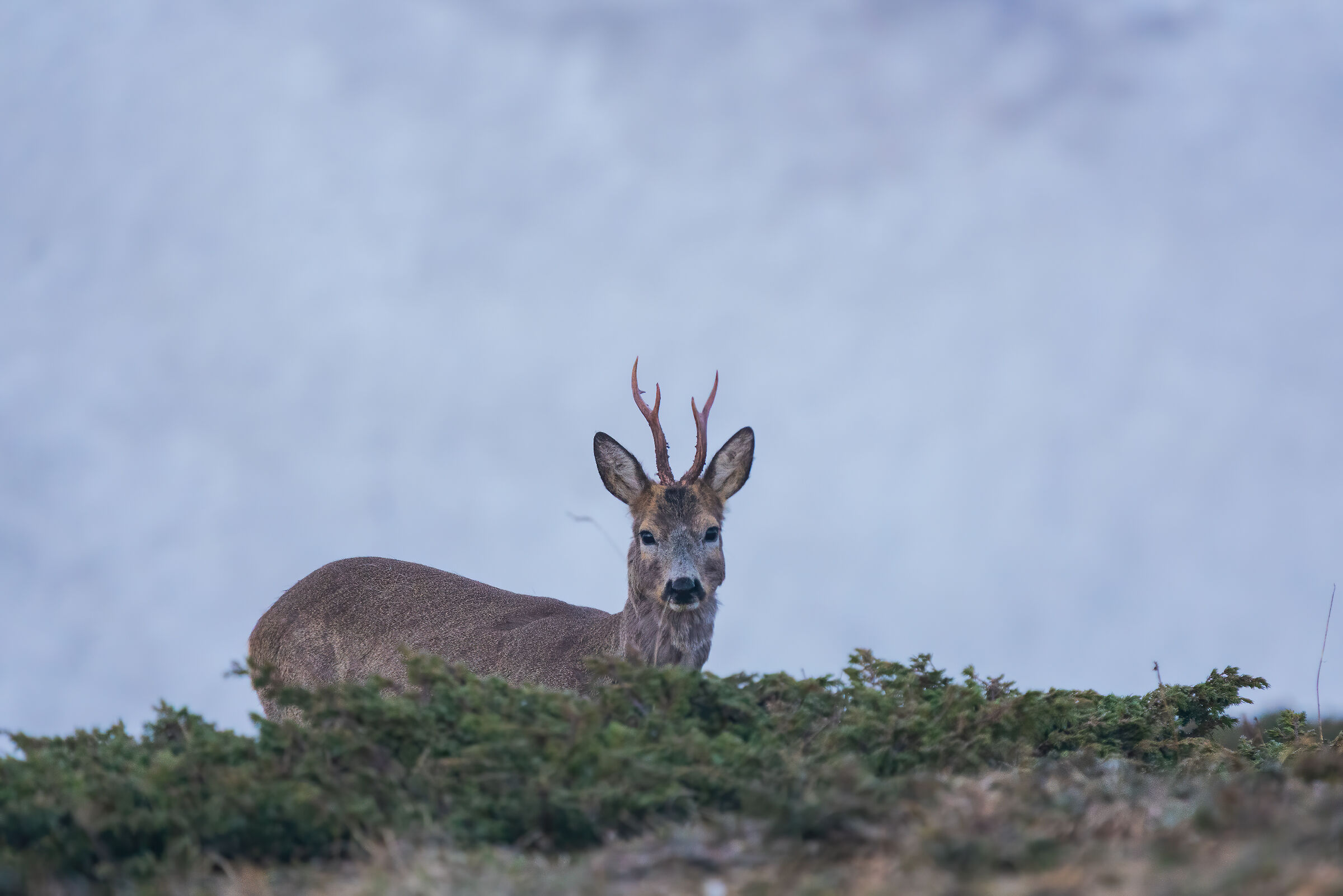 Morning roe deer