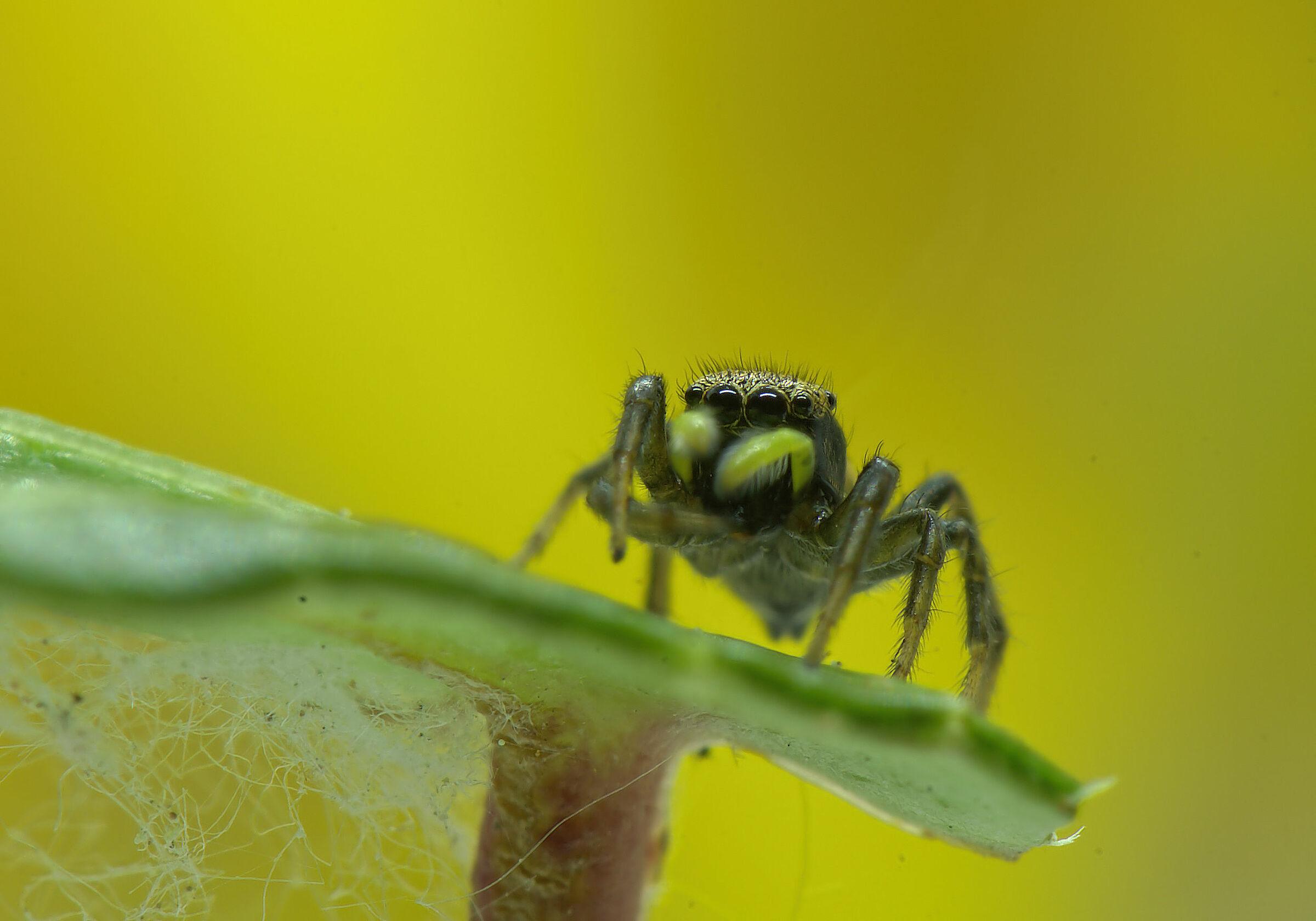 Salticidae