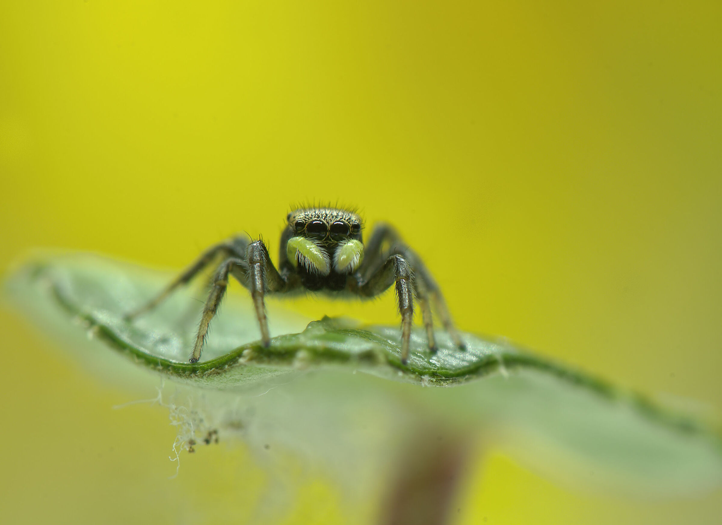 Salticidae