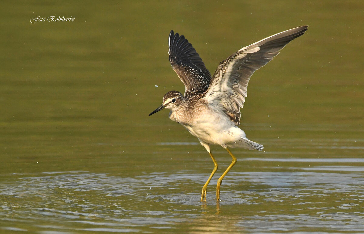 Piro piro boschereccio...