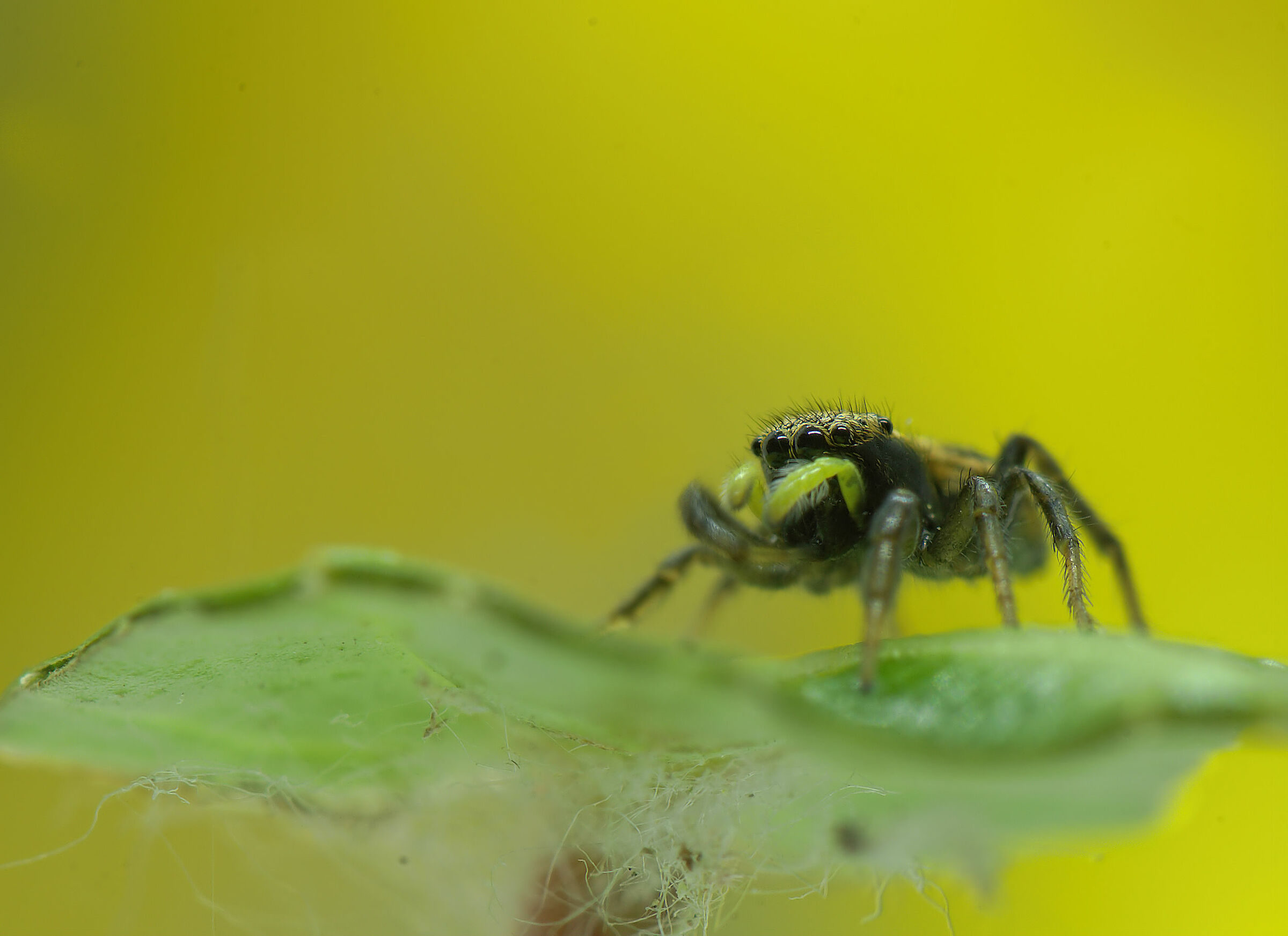 Salticidae