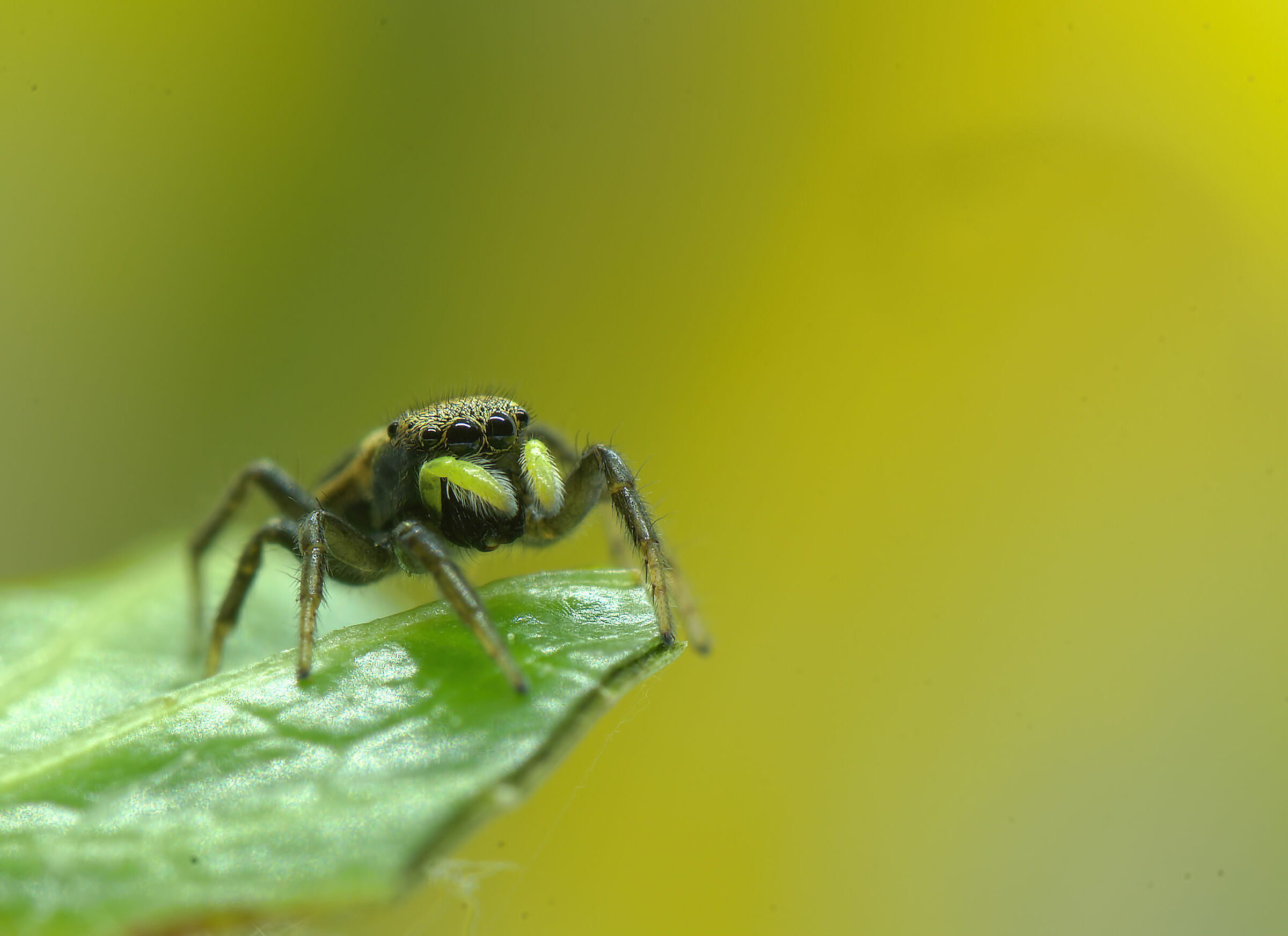 Salticidae
